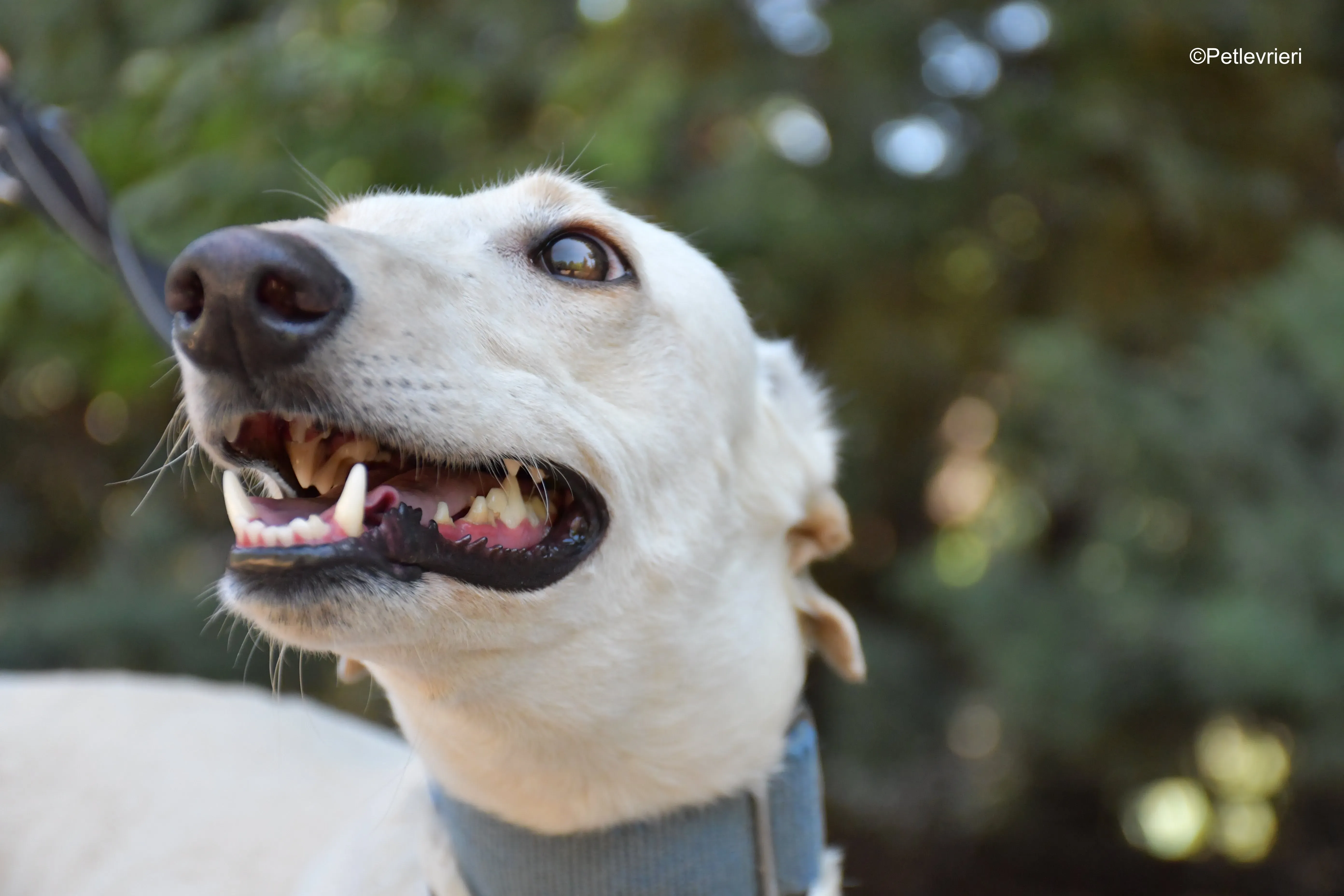 cinderella adozione levrieri galgo 5