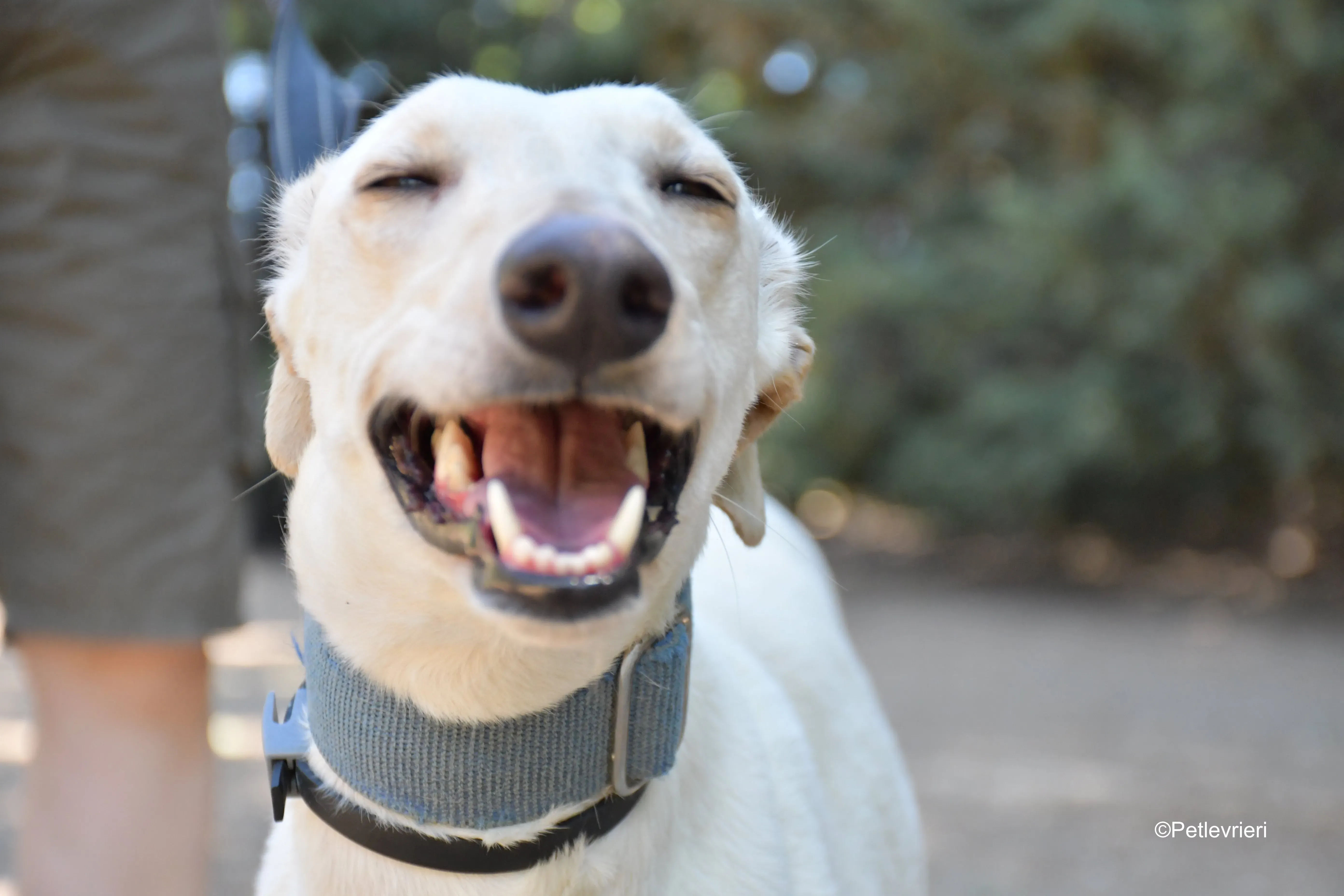 cinderella adozione levrieri galgo 6