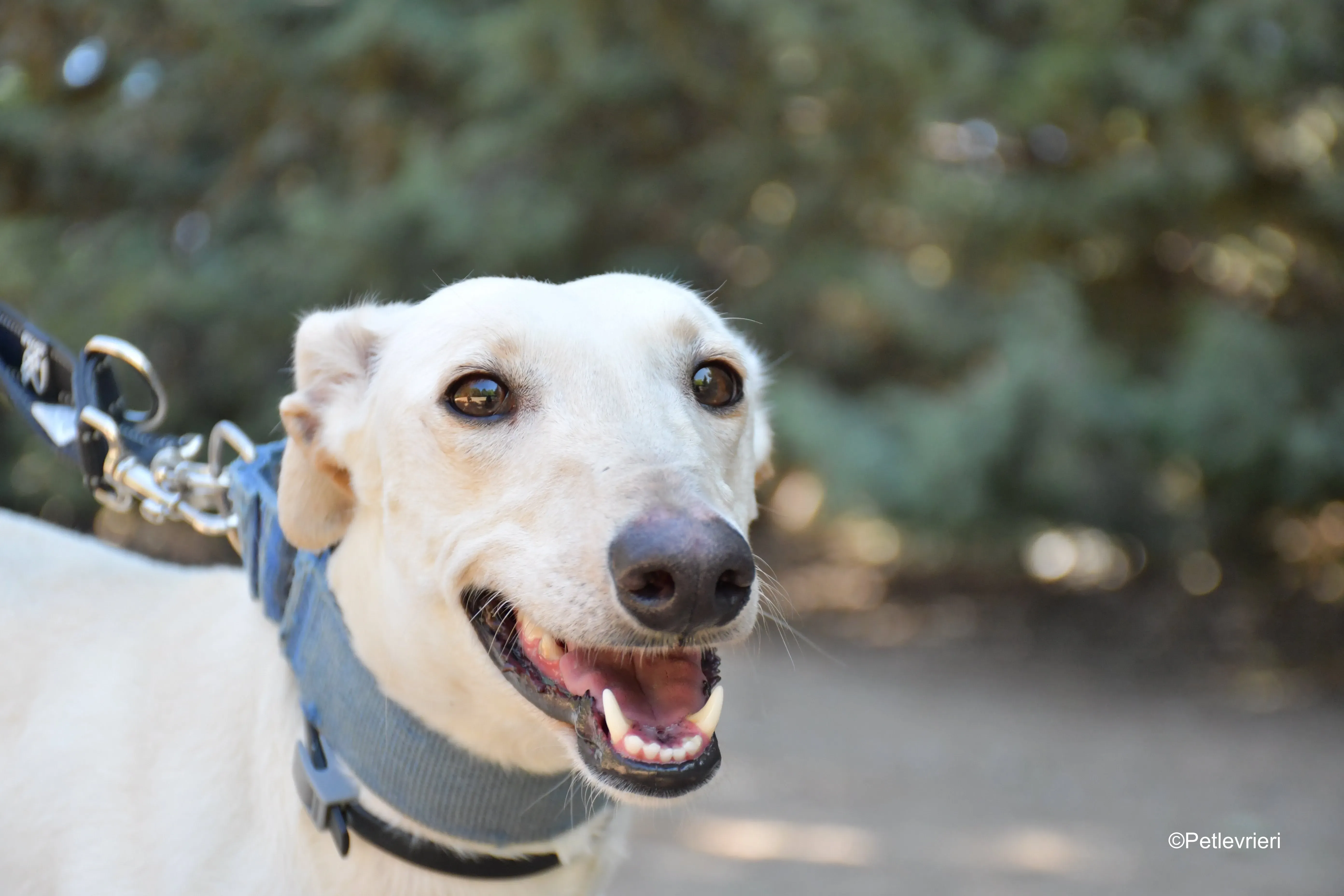 cinderella adozione levrieri galgo 7