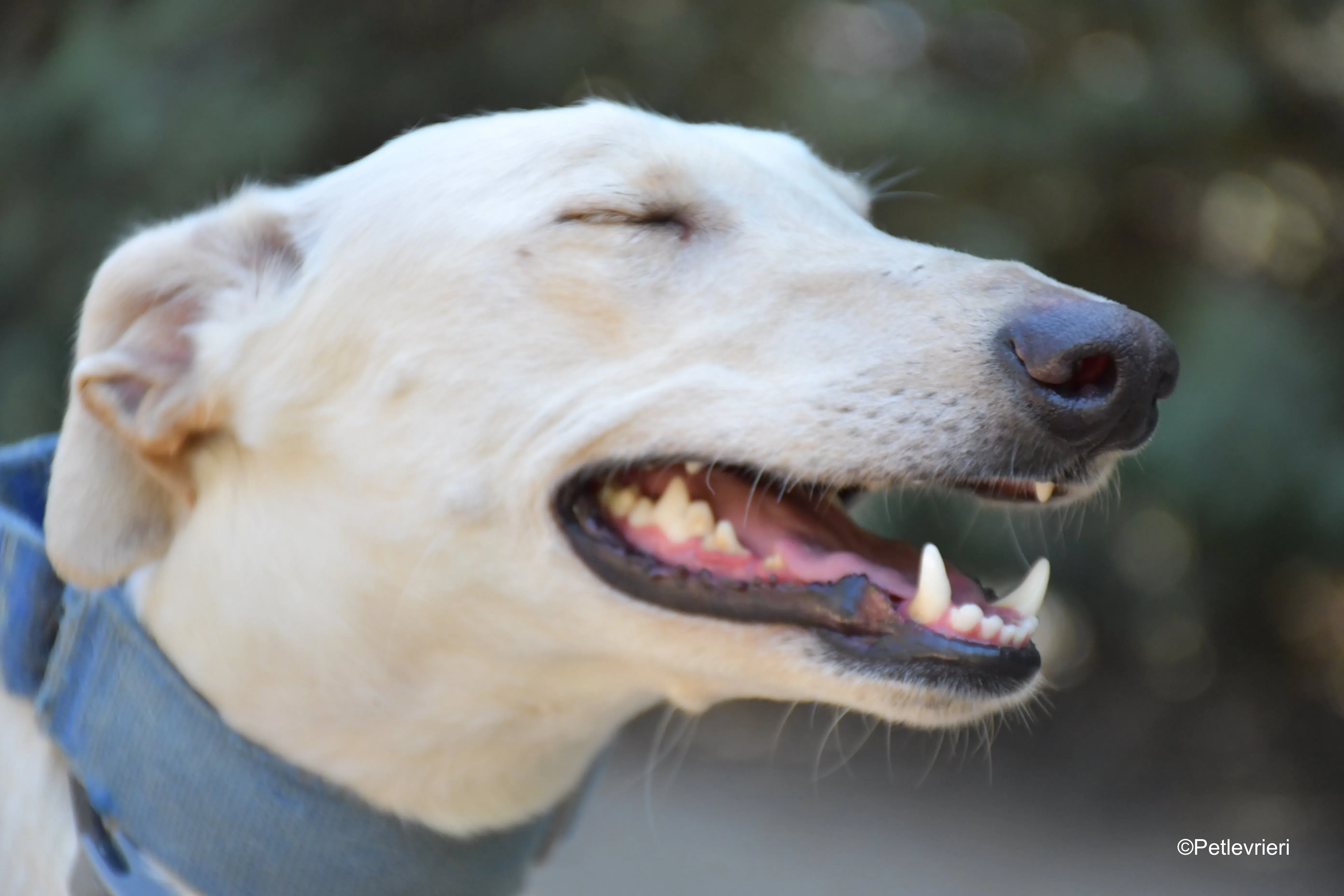 cinderella adozione levrieri galgo 8