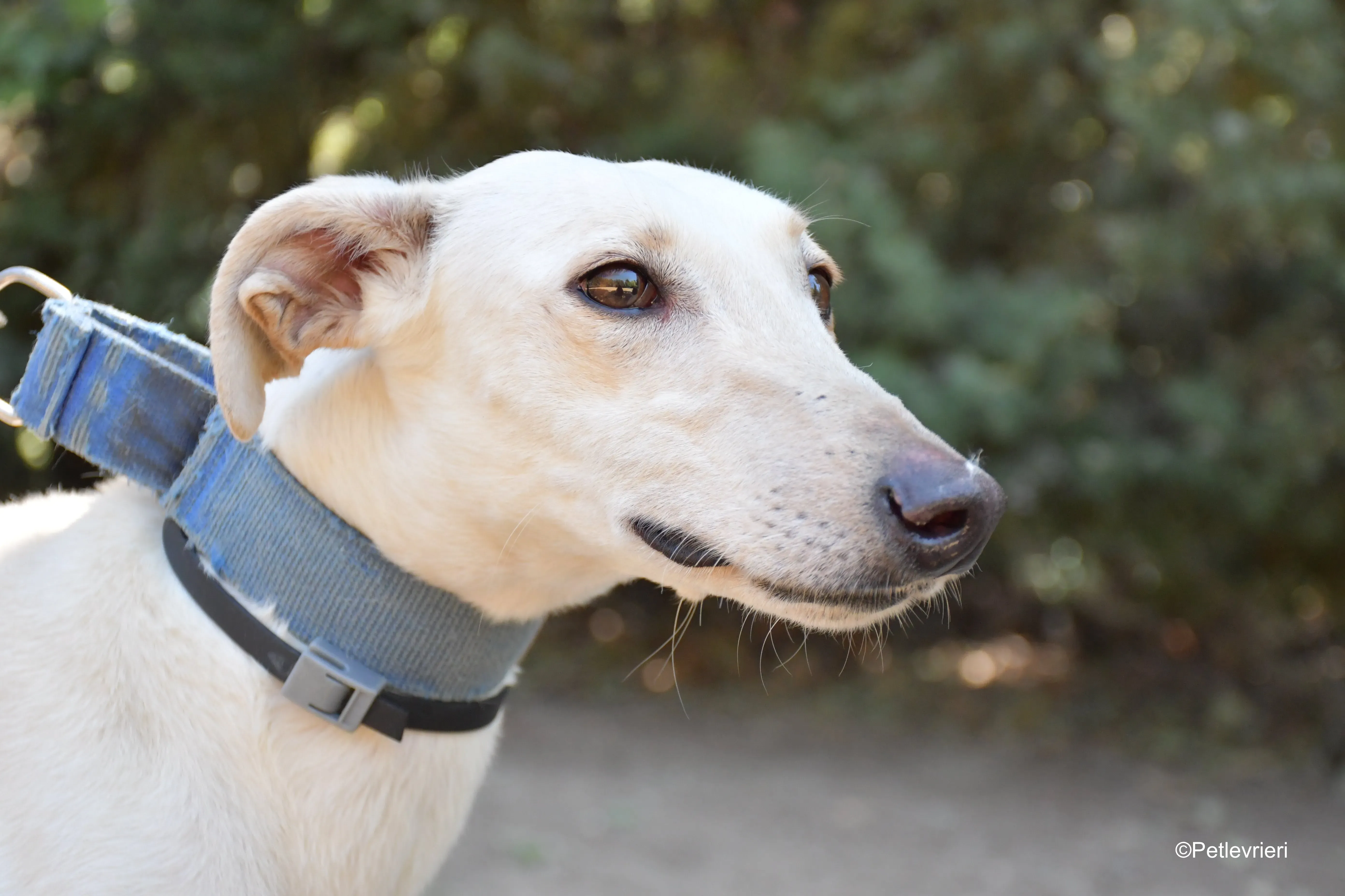 cinderella adozione levrieri galgo 9