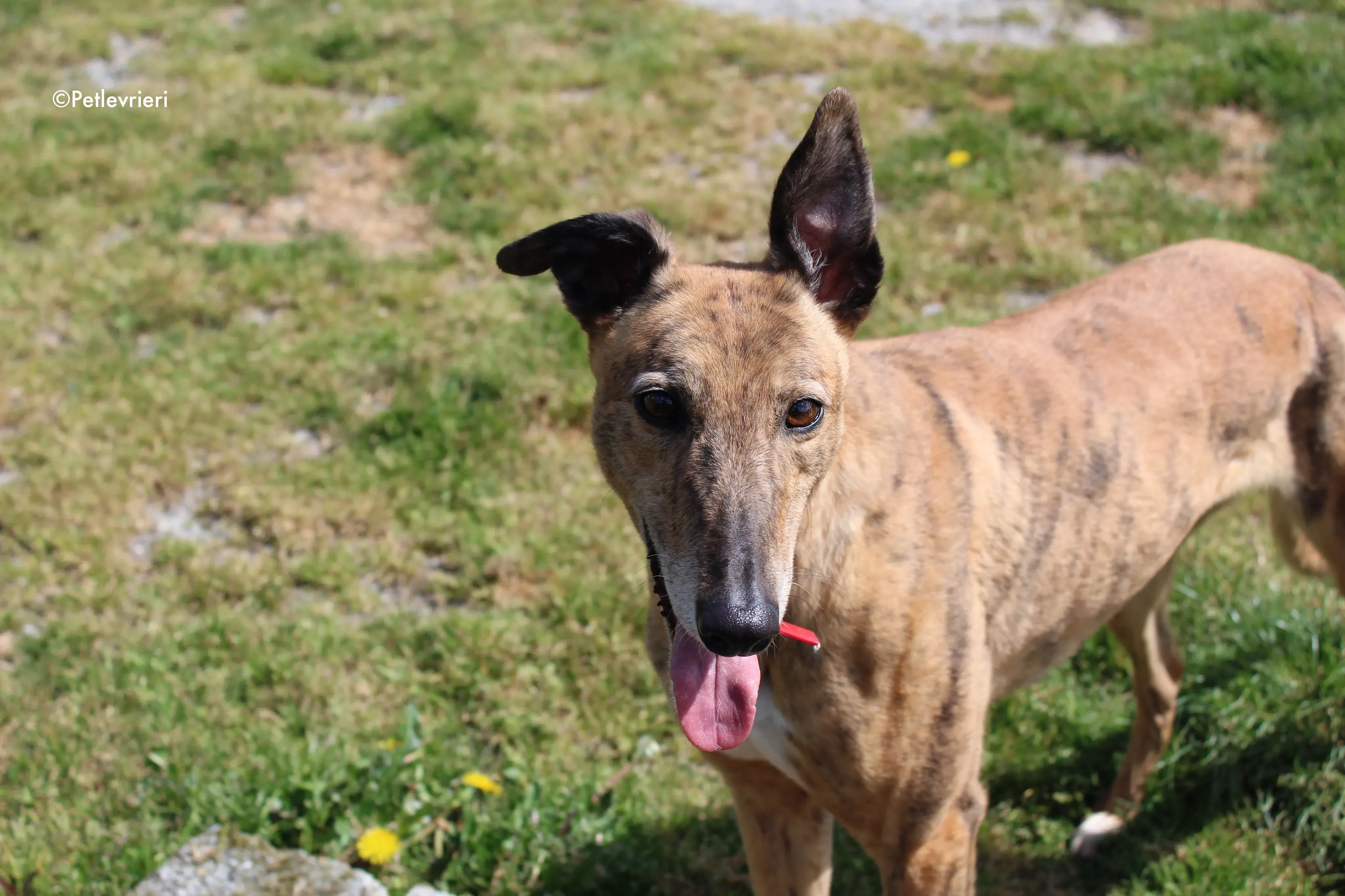 cindy adozione levrieri greyhound 1