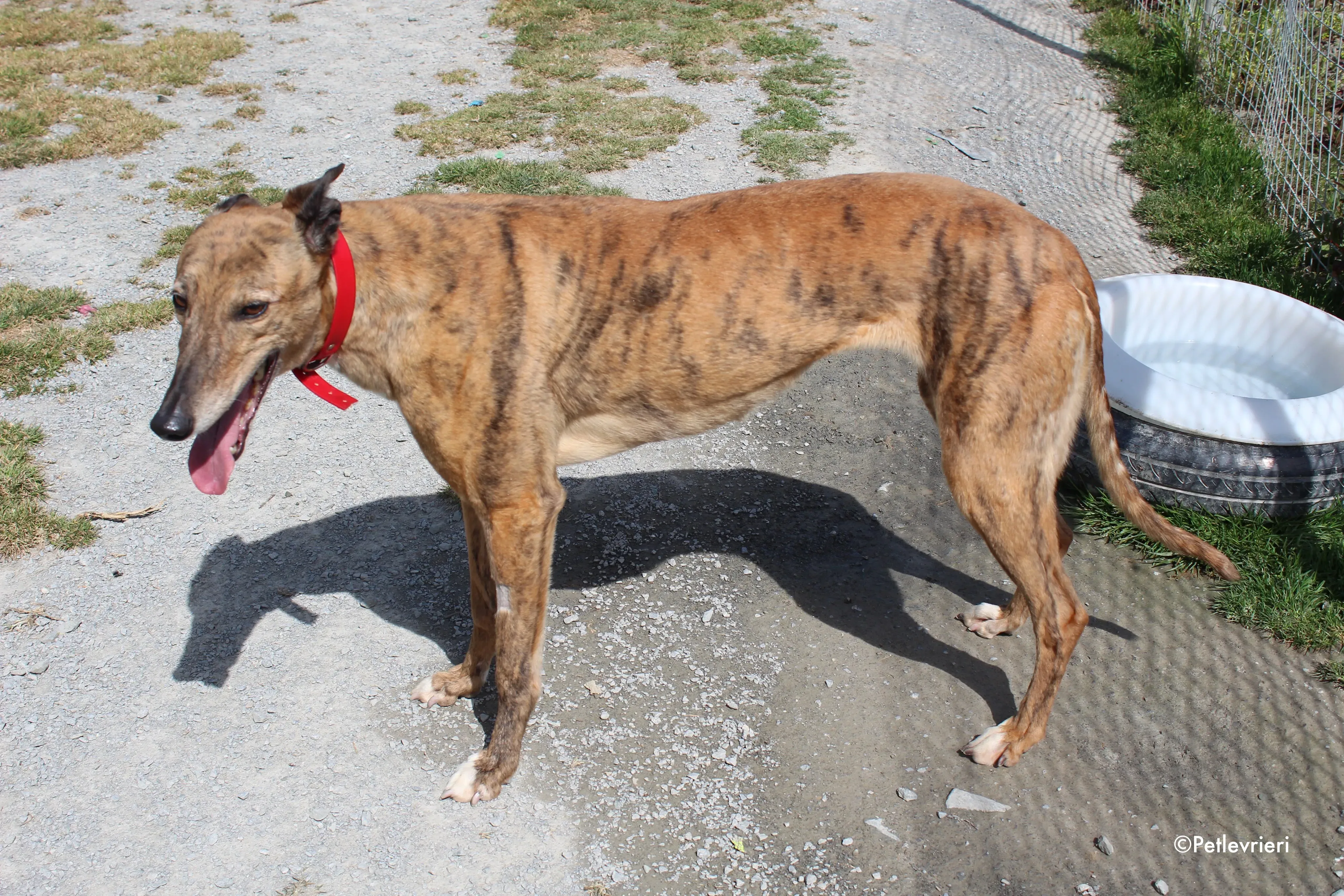 cindy adozione levrieri greyhound 11