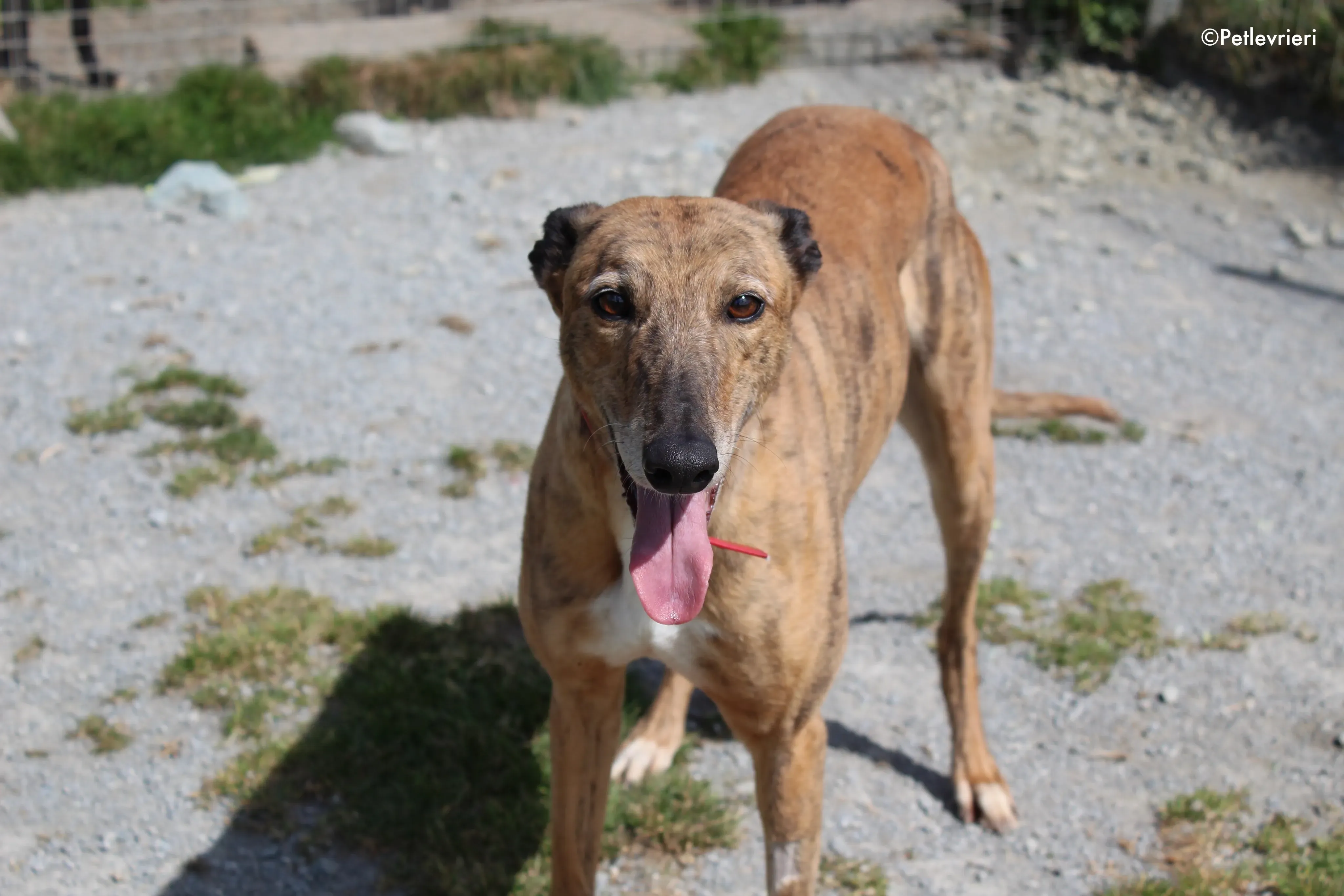 cindy adozione levrieri greyhound 13