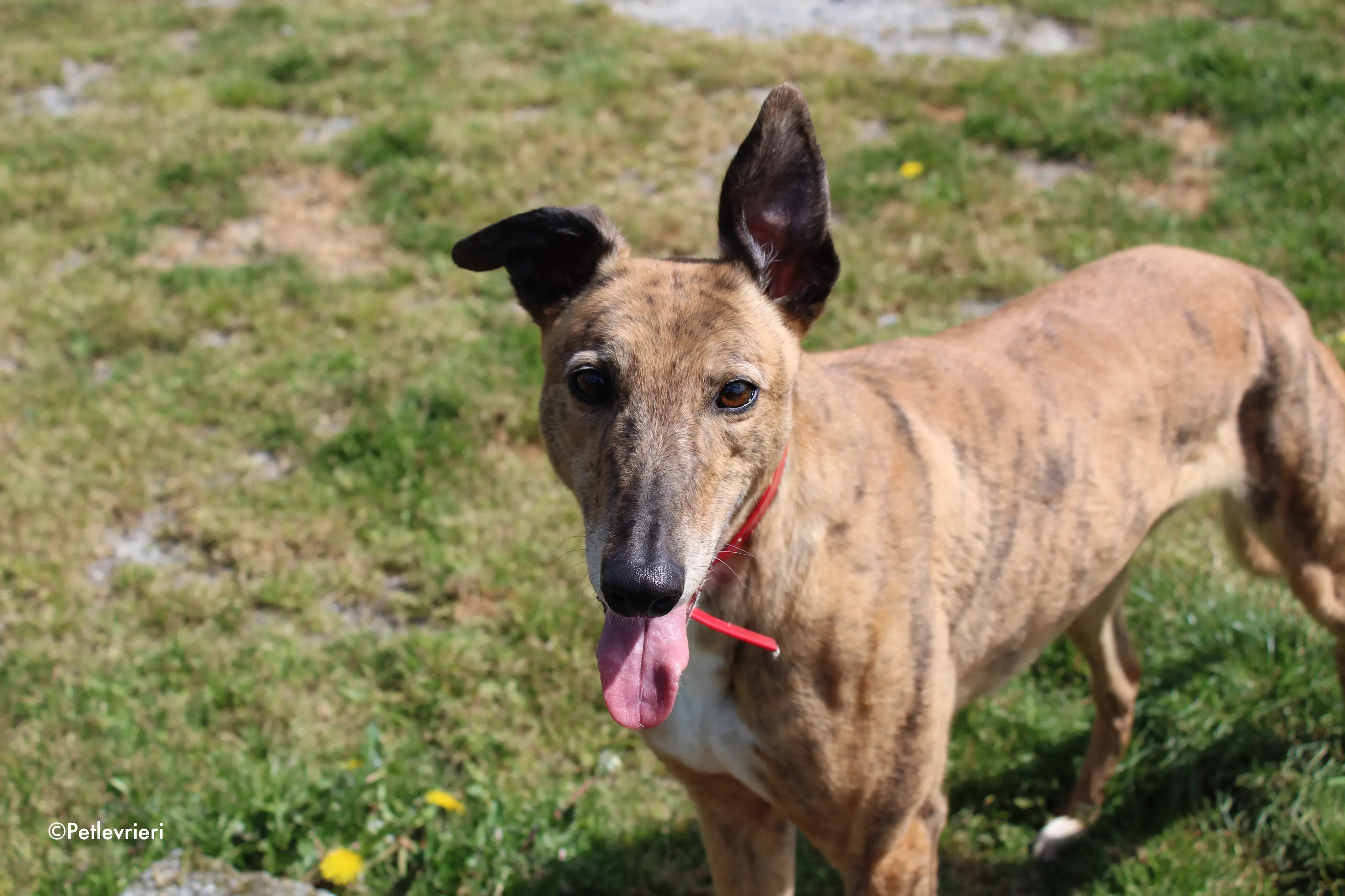 cindy adozione levrieri greyhound 16