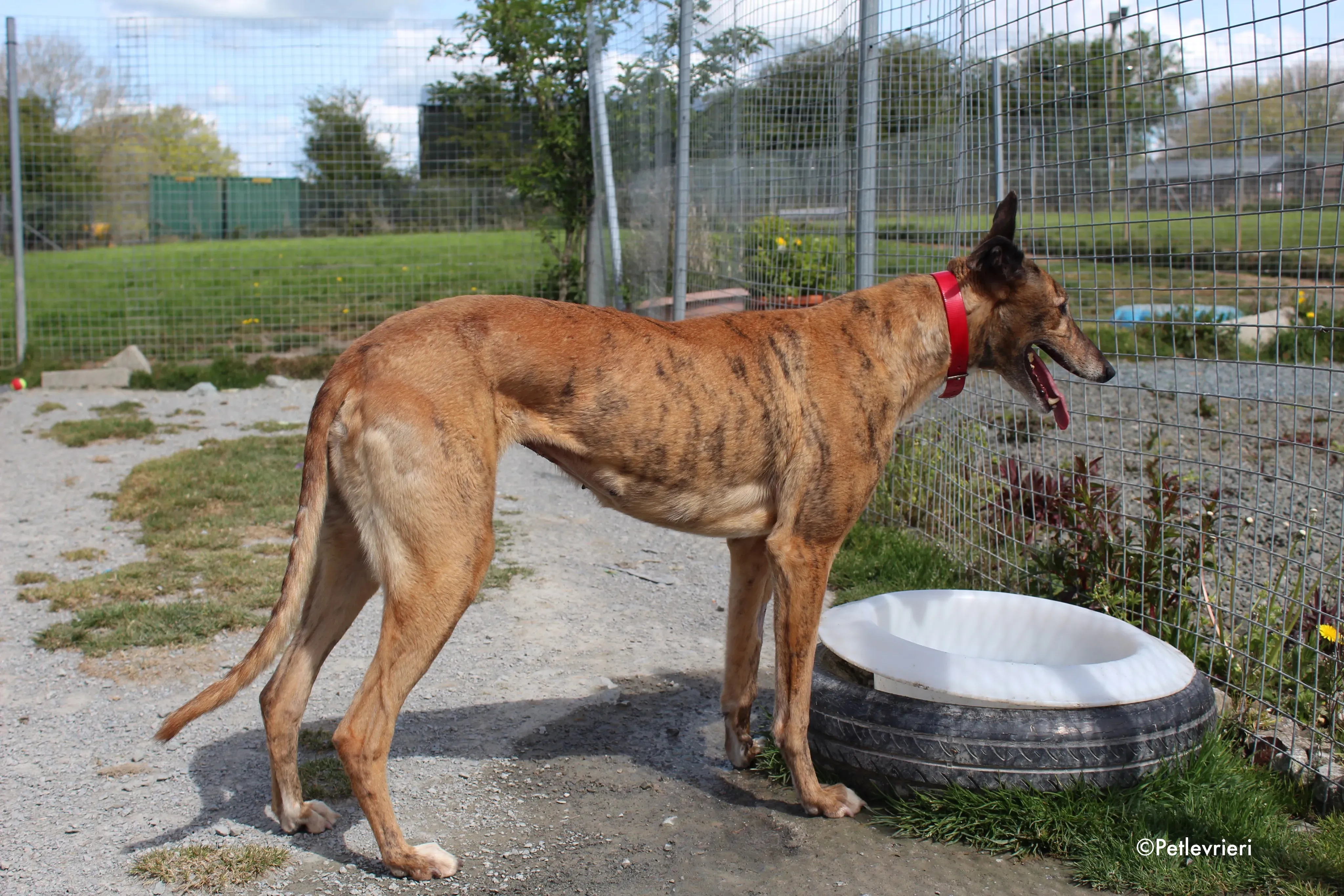 cindy adozione levrieri greyhound 10