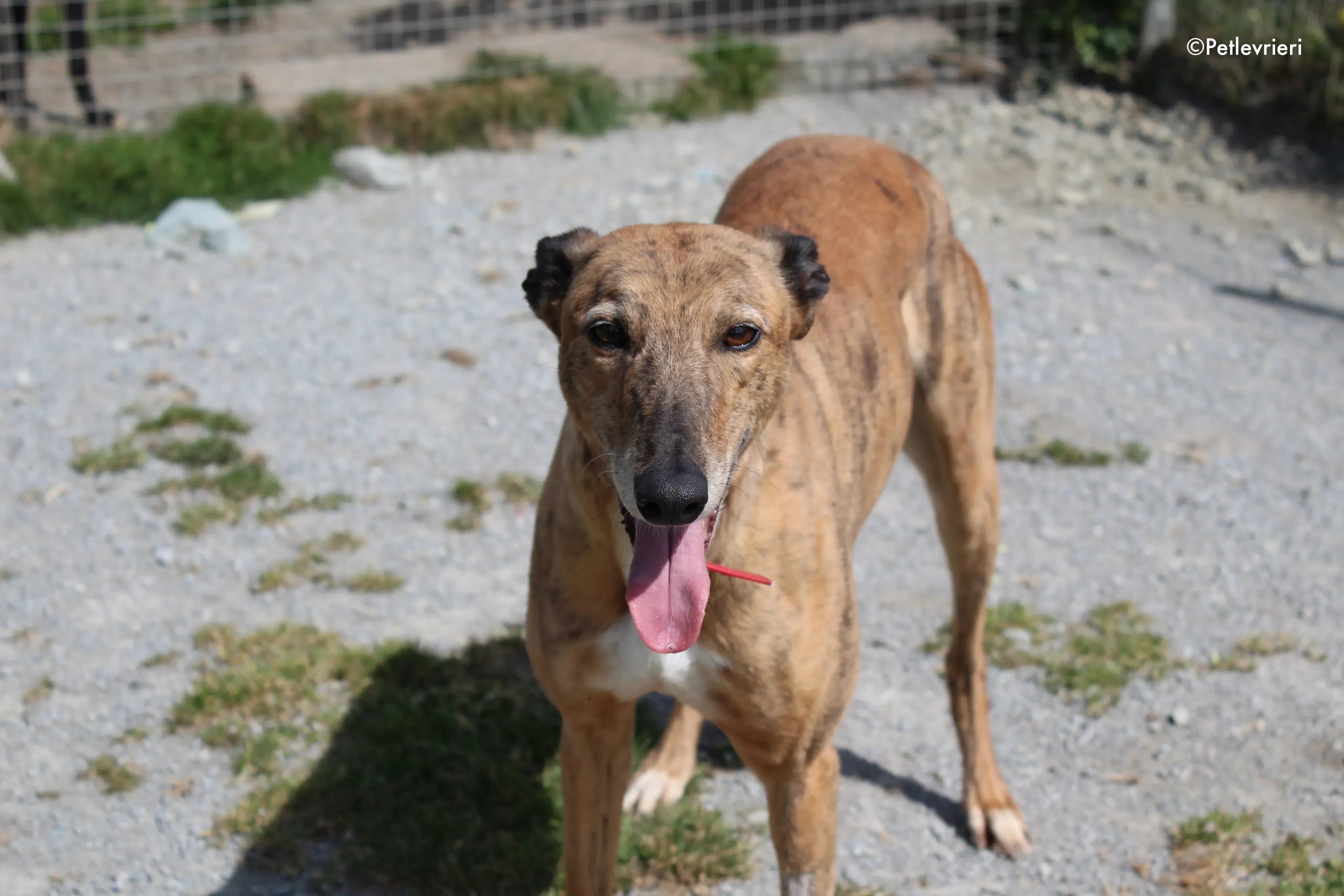 cindy adozione levrieri greyhound 12