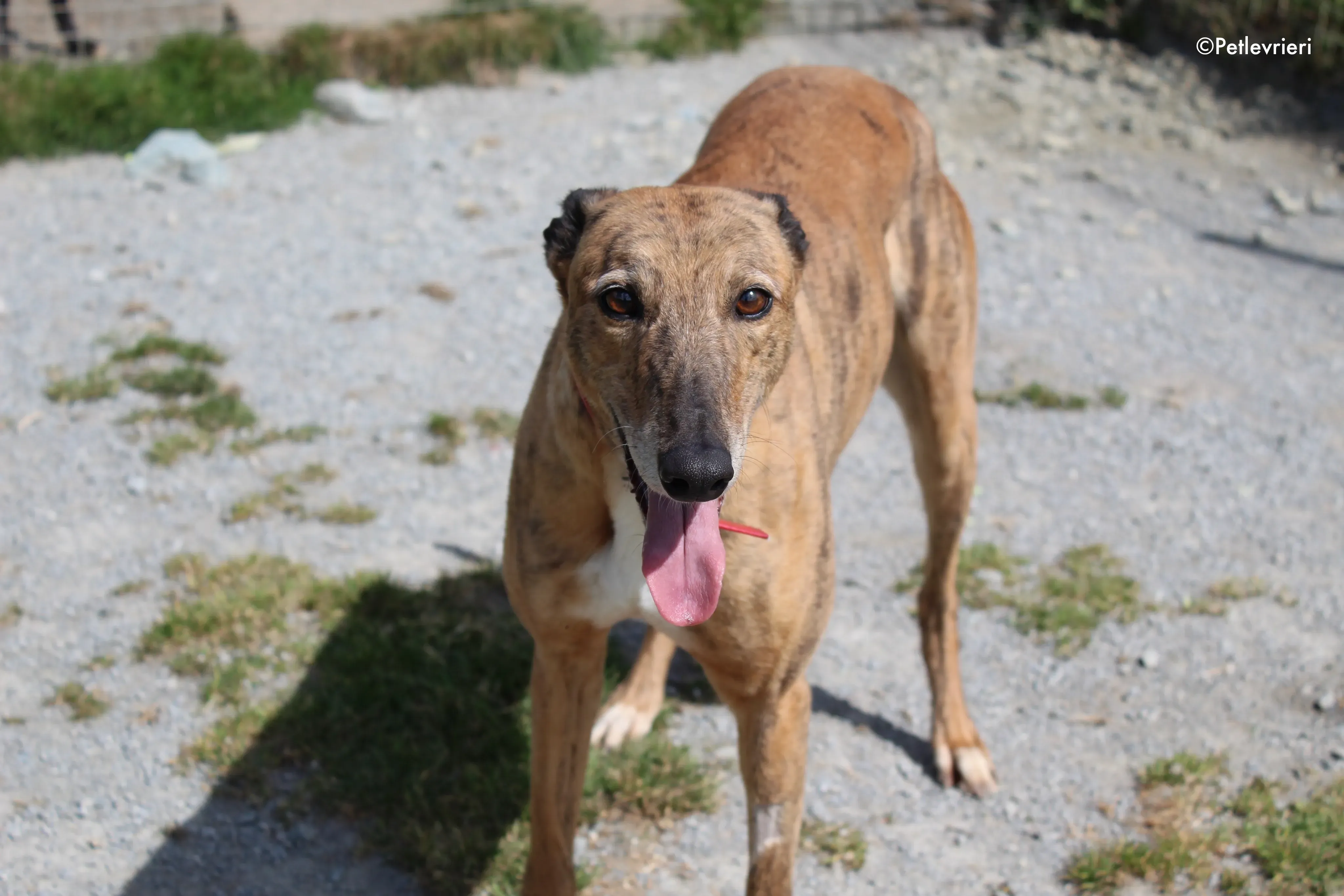 cindy adozione levrieri greyhound 14