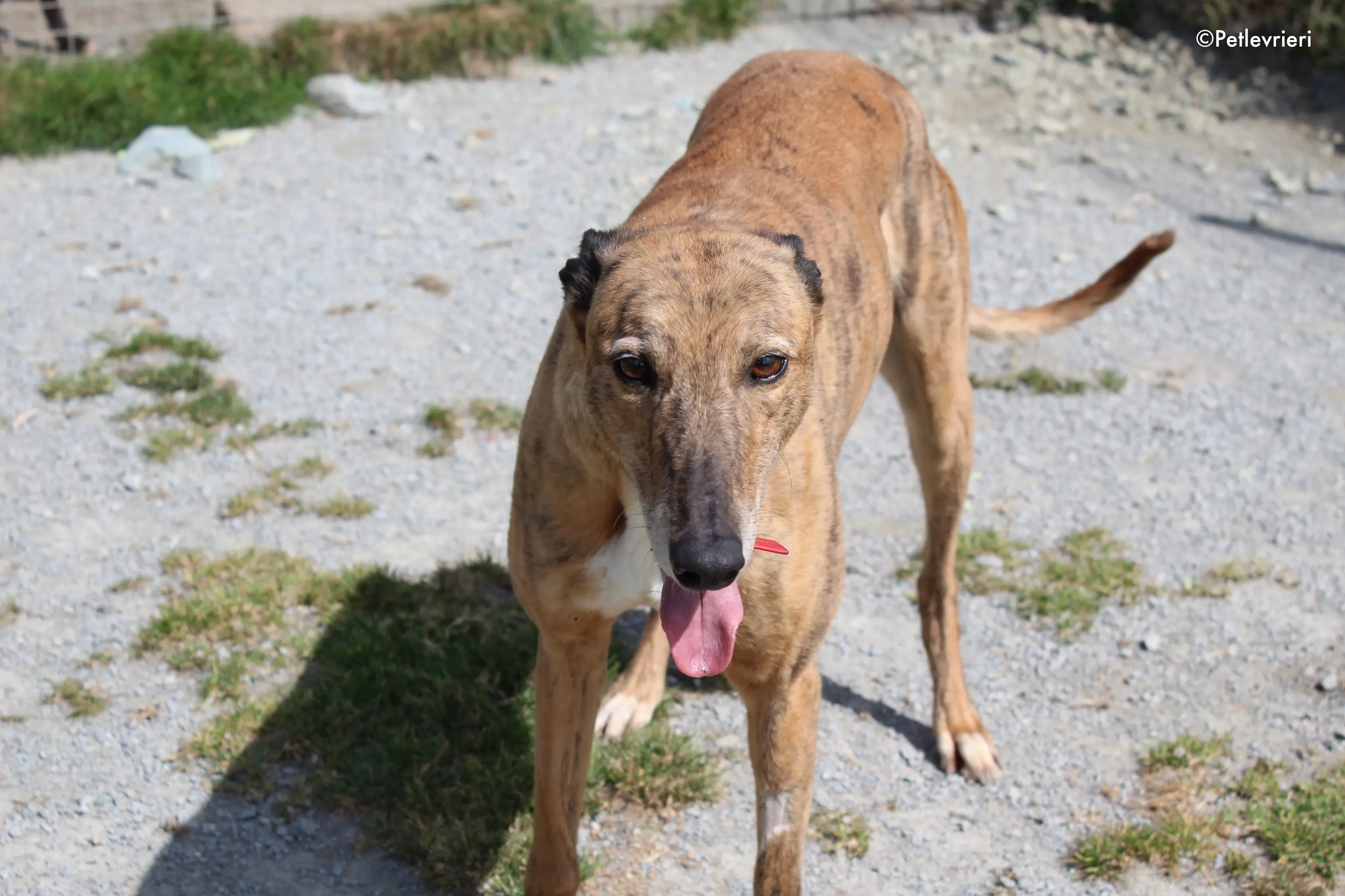 cindy adozione levrieri greyhound 15