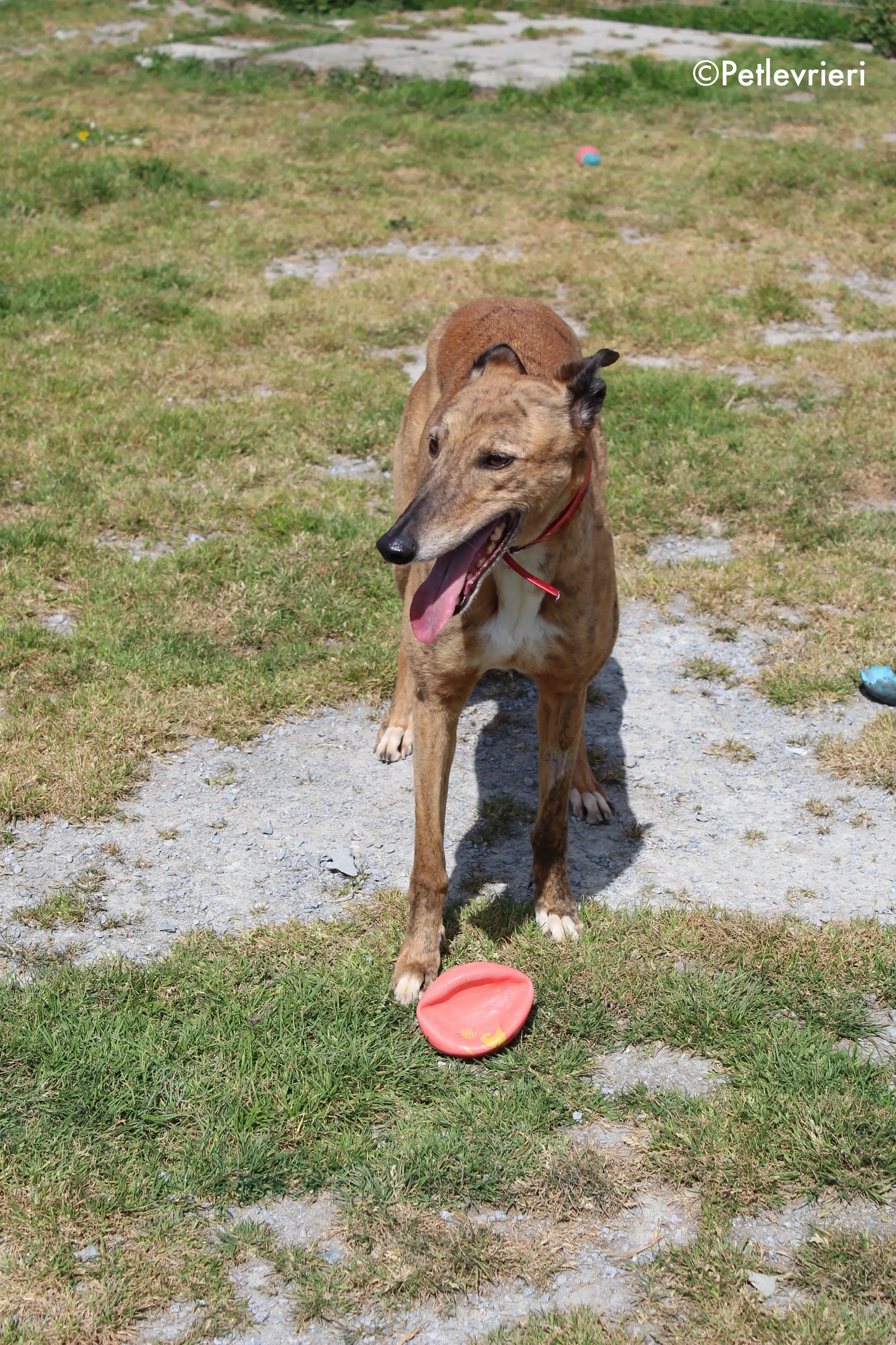 cindy adozione levrieri greyhound 3