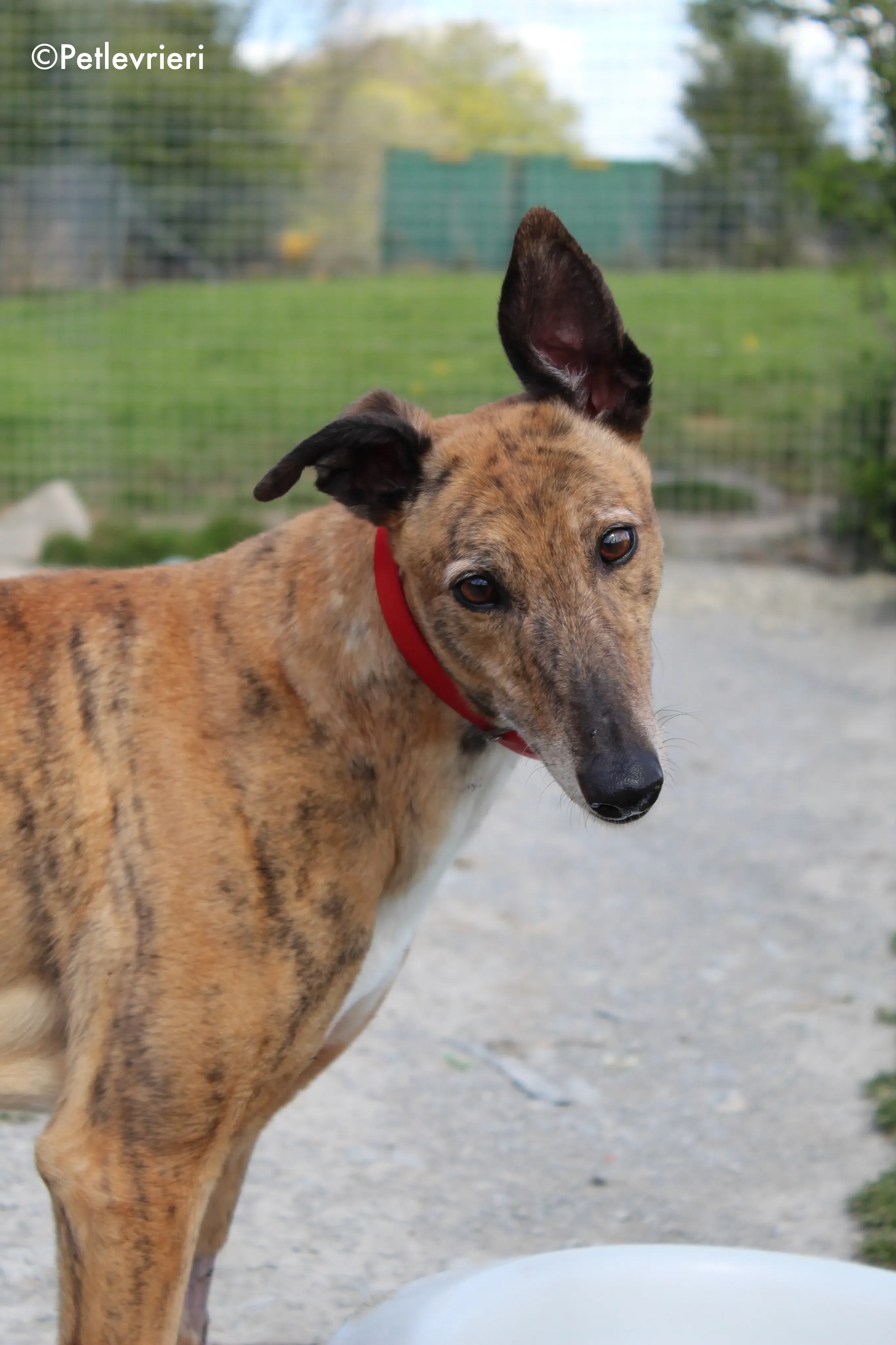 cindy adozione levrieri greyhound 5