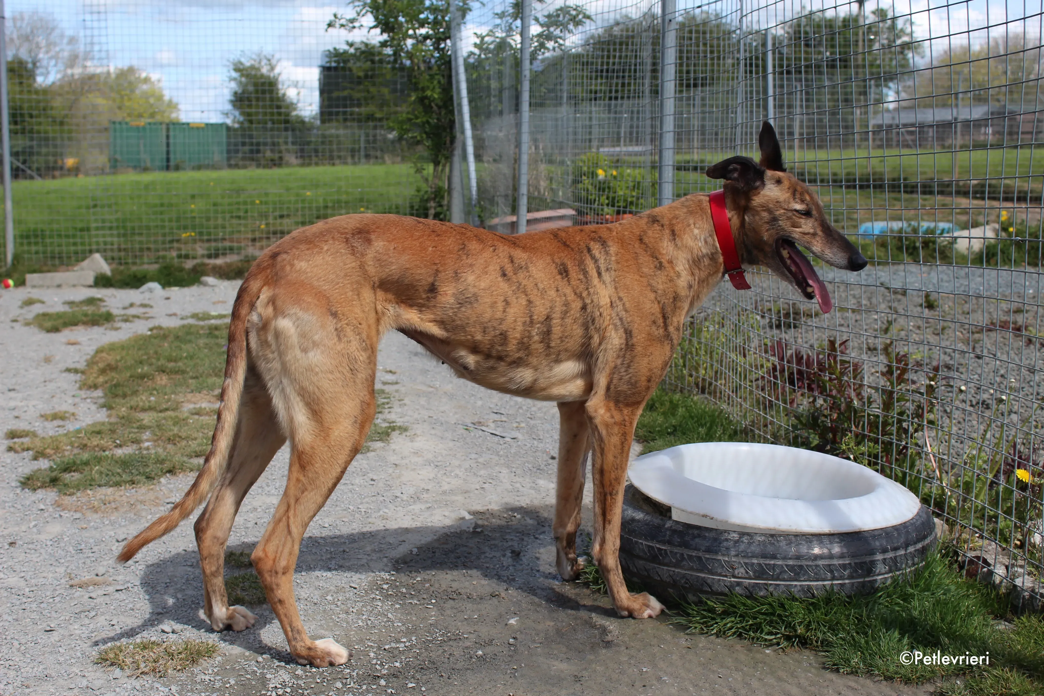 cindy adozione levrieri greyhound 9