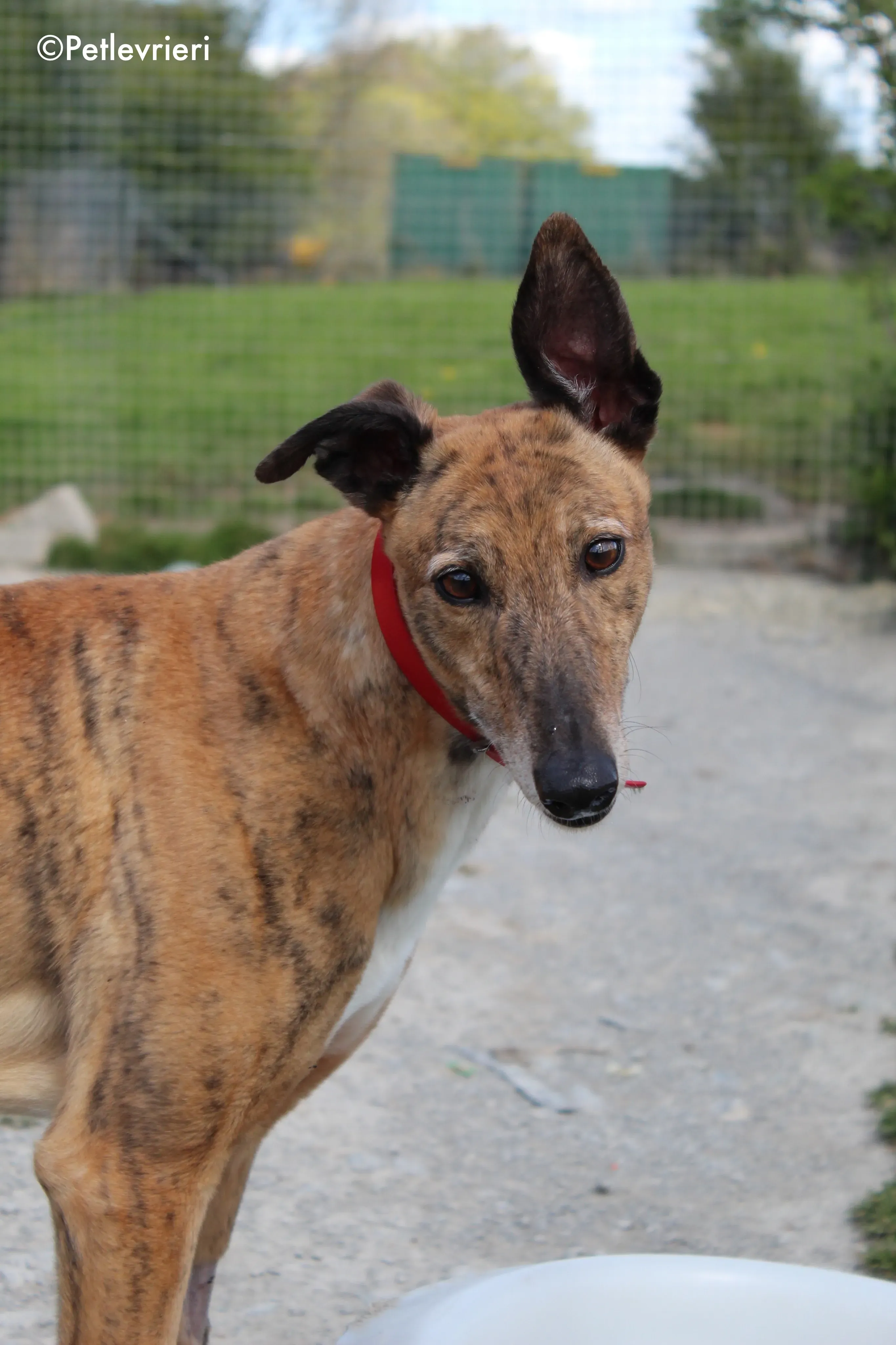 cindy adozione levrieri greyhound 4