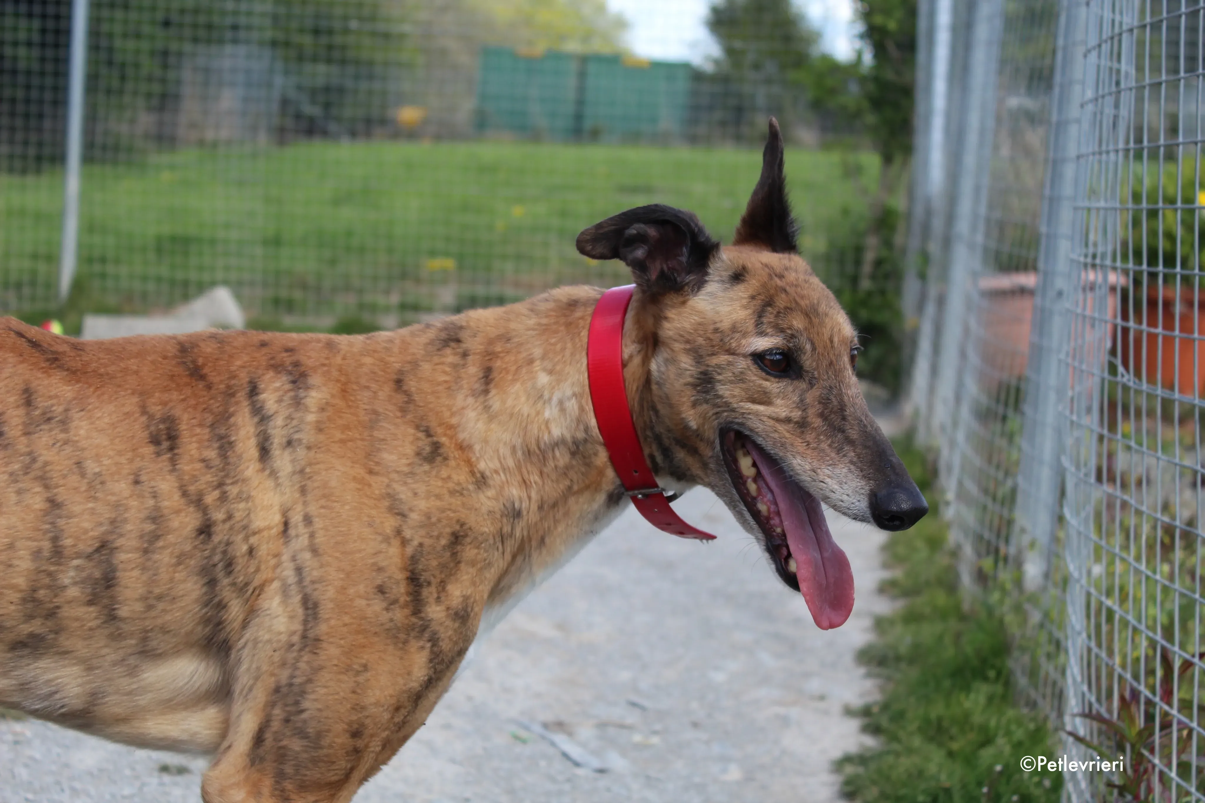 cindy adozione levrieri greyhound 8