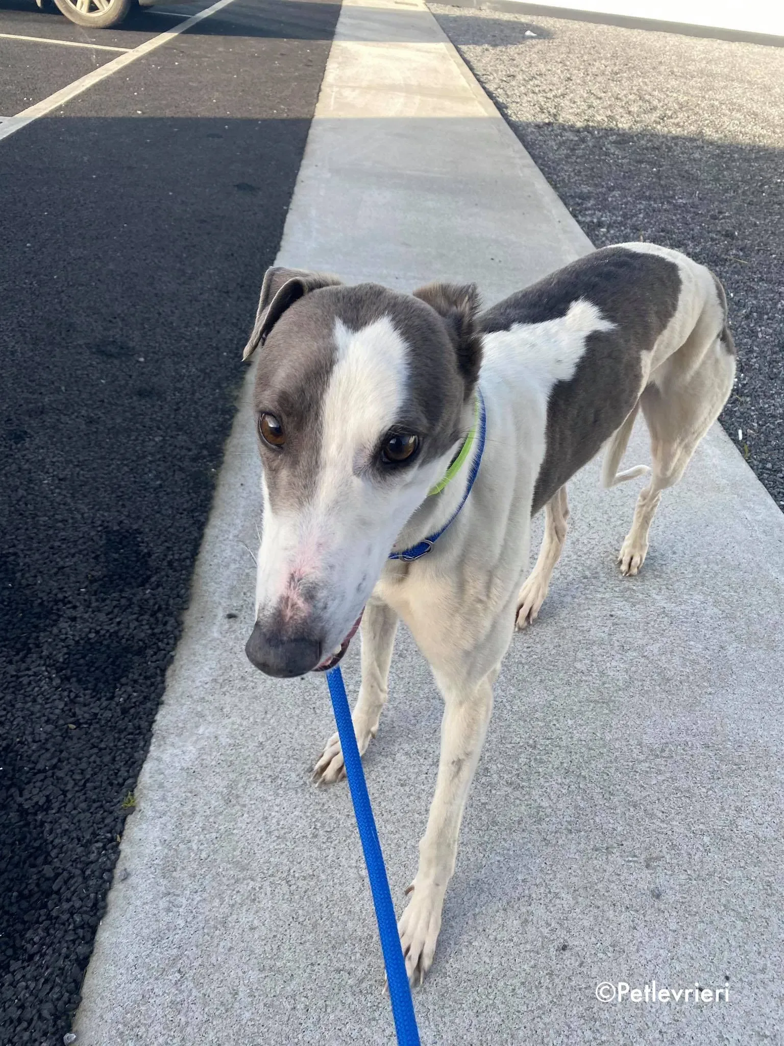 cindy adozione levrieri greyhound