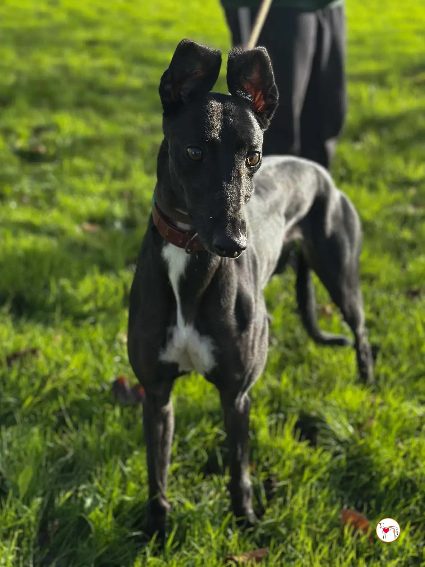 cindy grey adozione 1