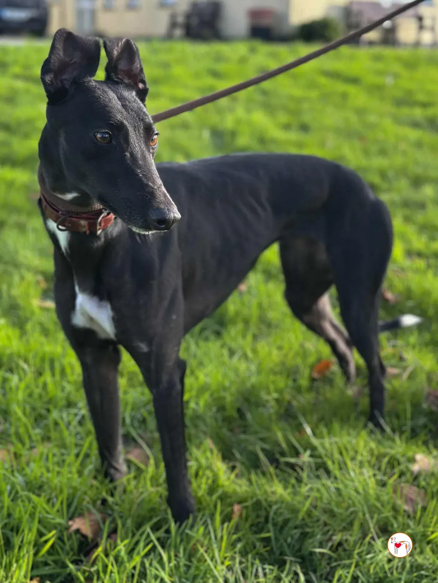 cindy grey adozione 10