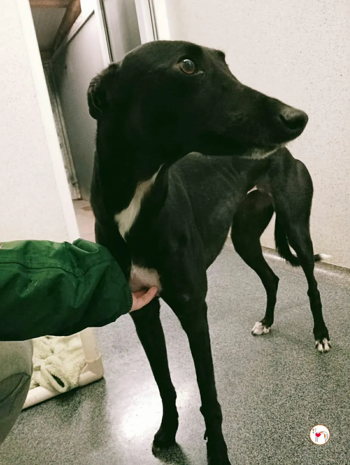 cindy grey adozione 11