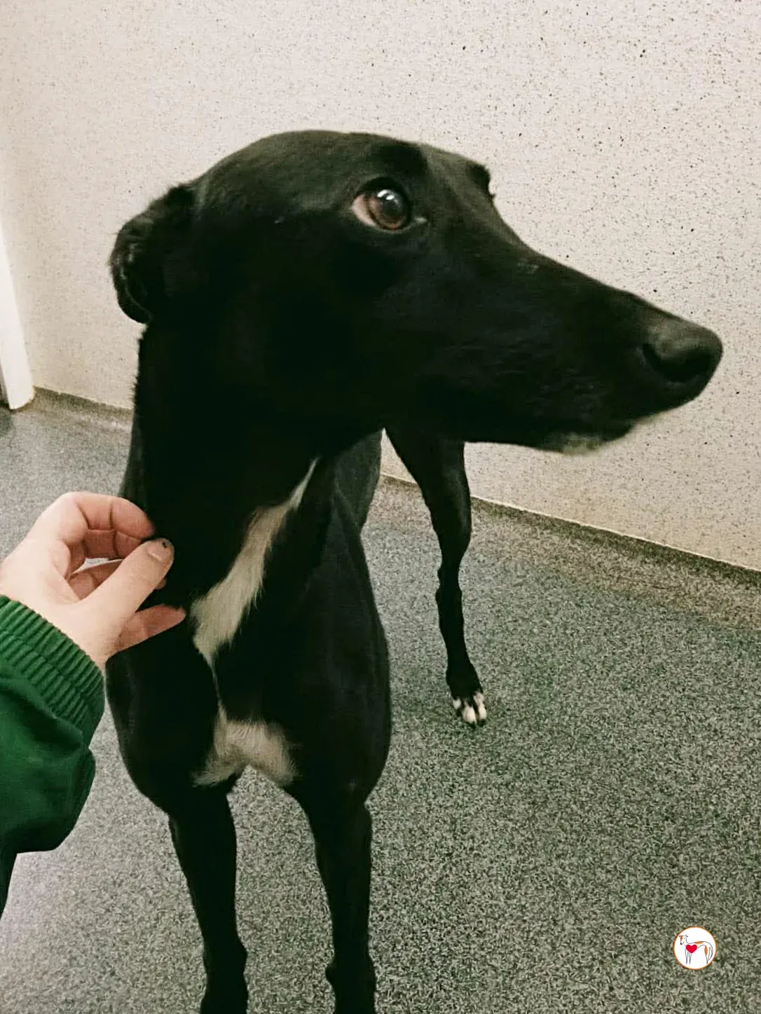 cindy grey adozione 12