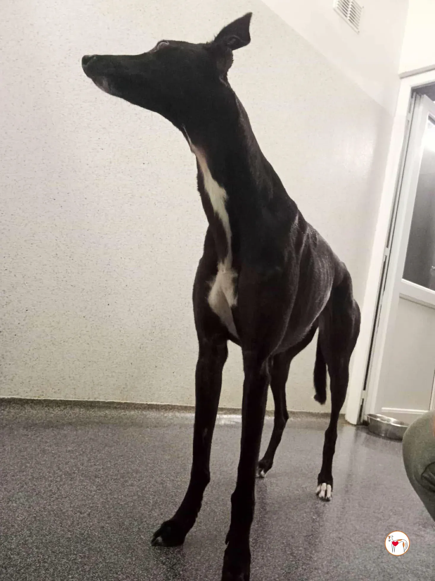 cindy grey adozione 13