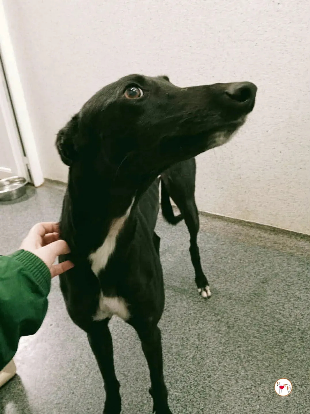 cindy grey adozione 14