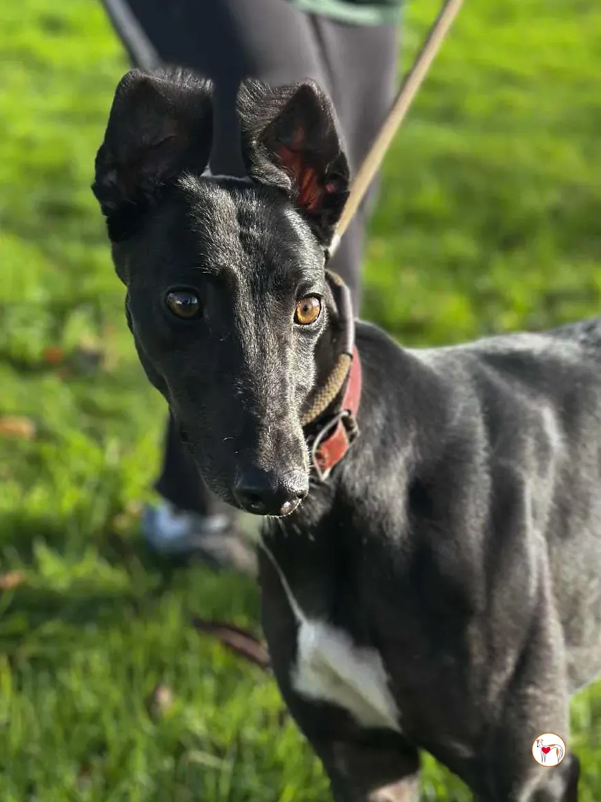 cindy grey adozione 2