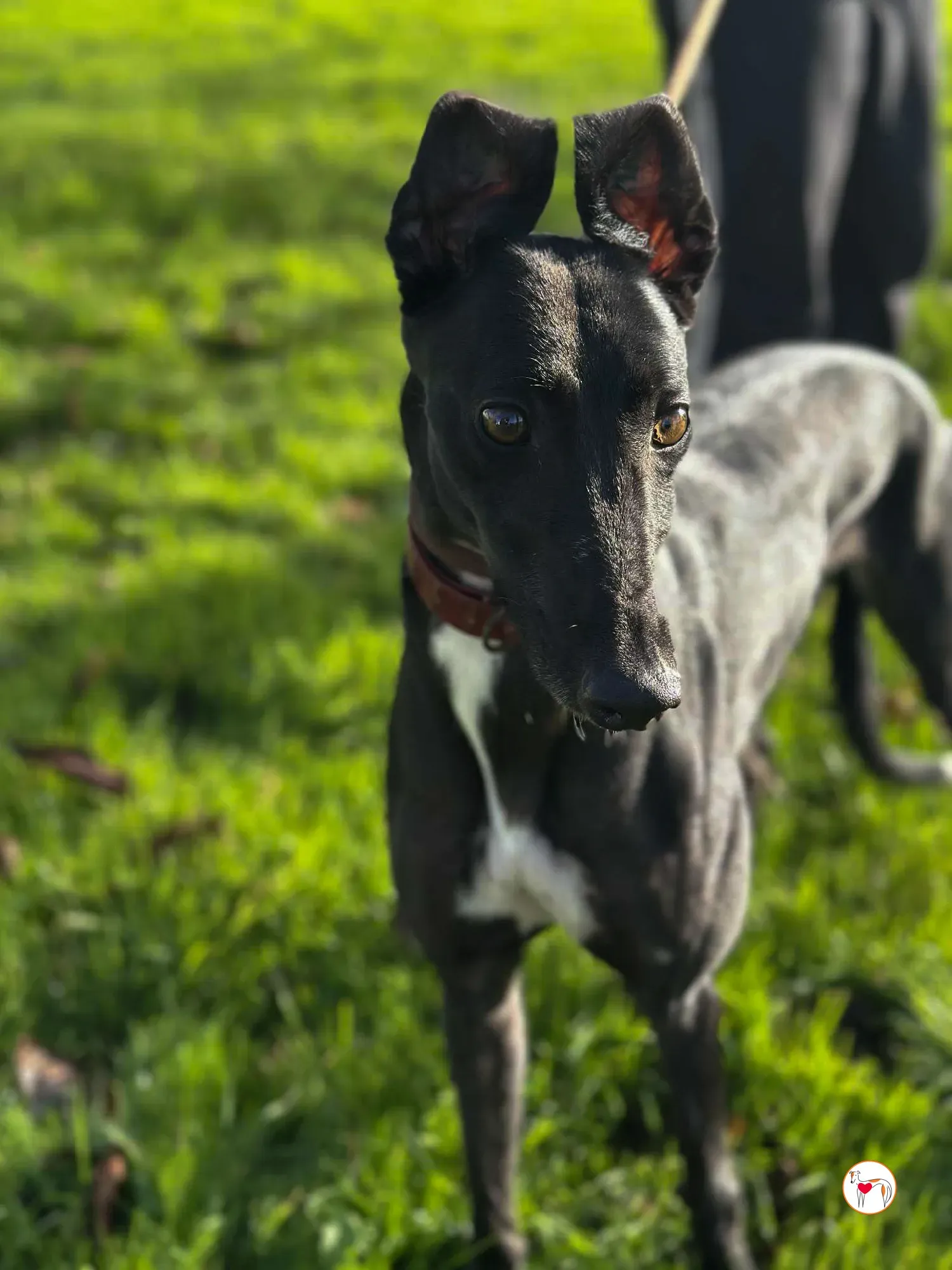 cindy grey adozione 3