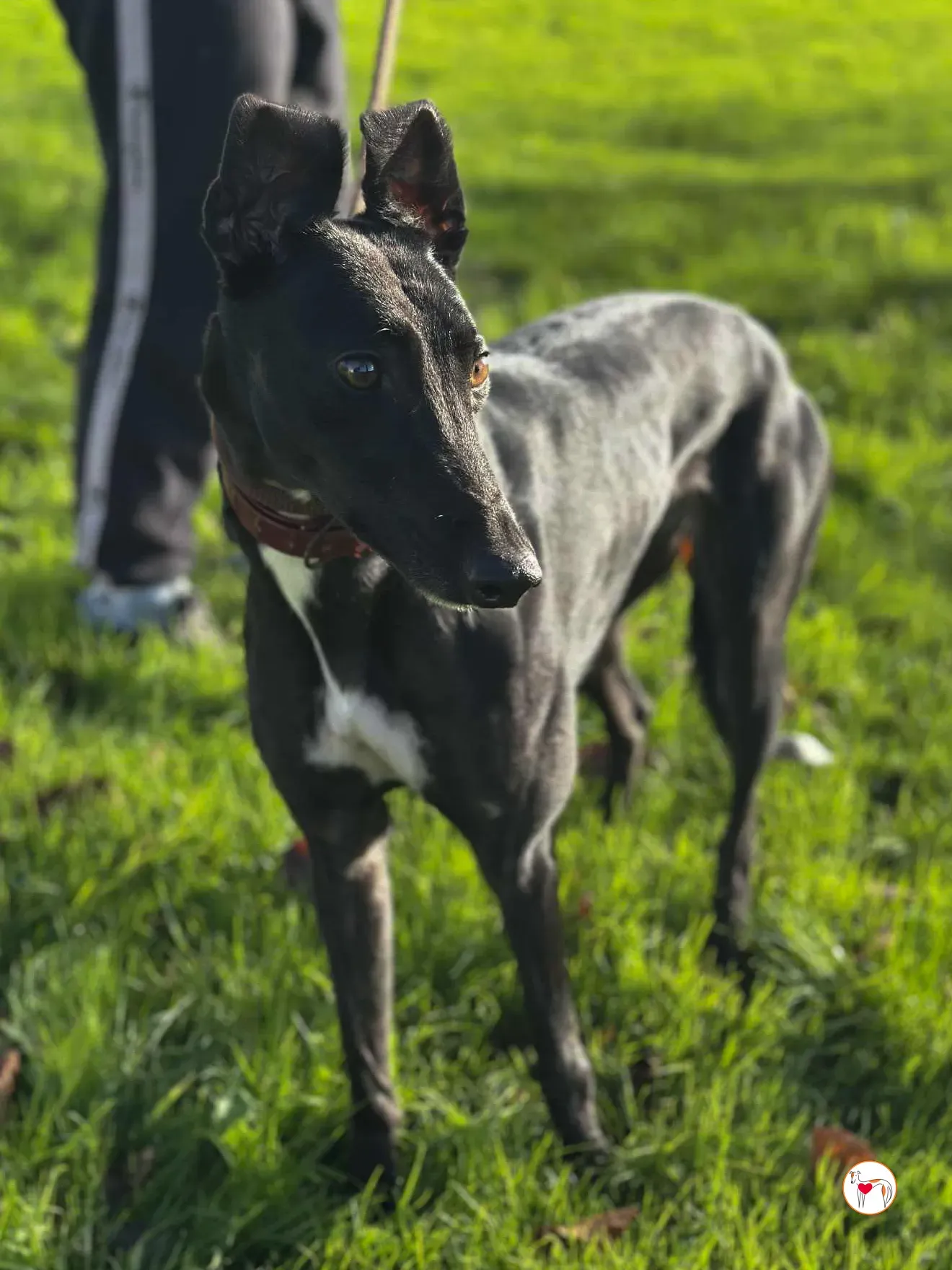 cindy grey adozione 4