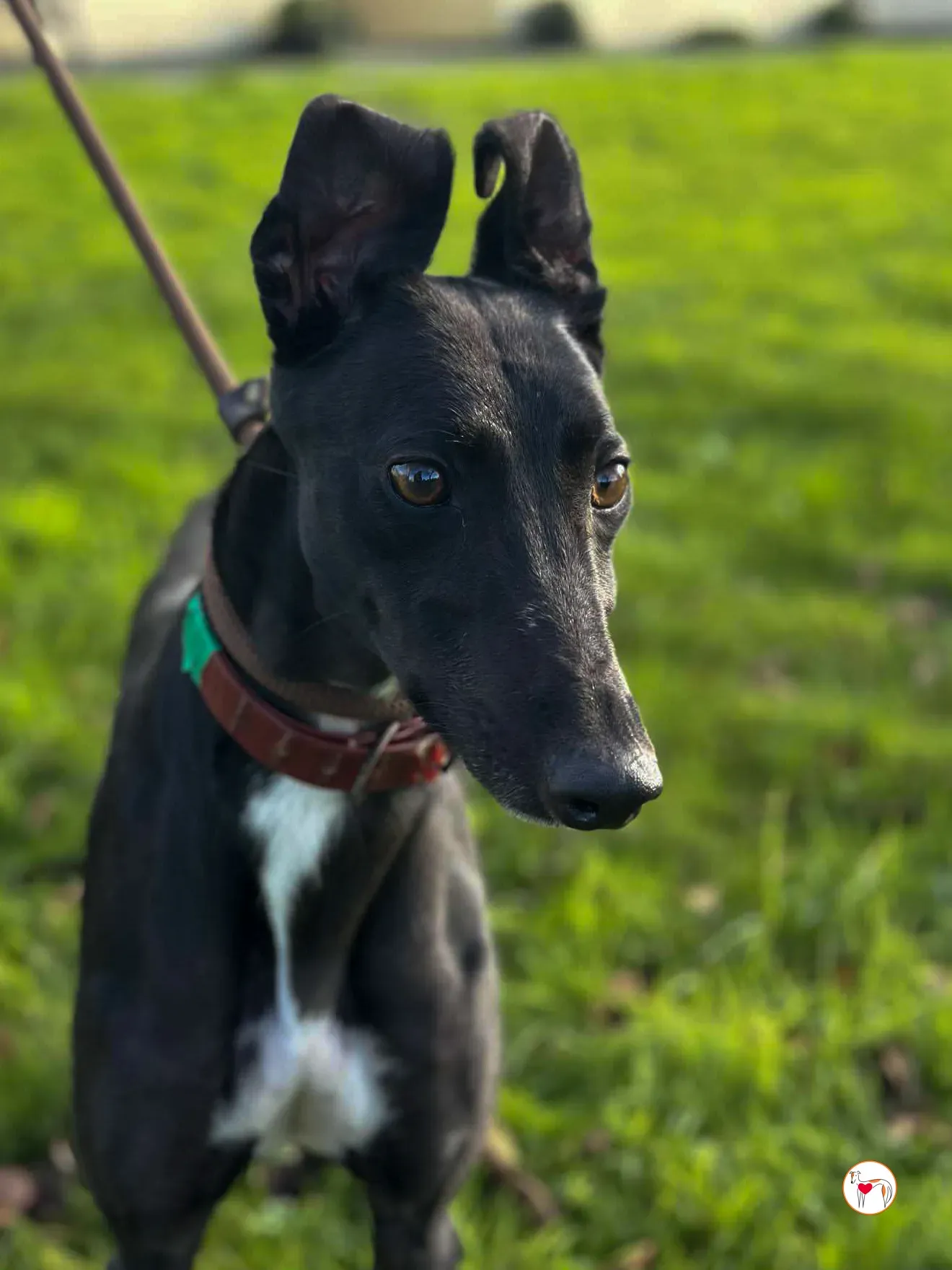 cindy grey adozione 5