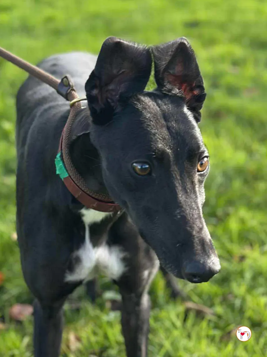 cindy grey adozione 6