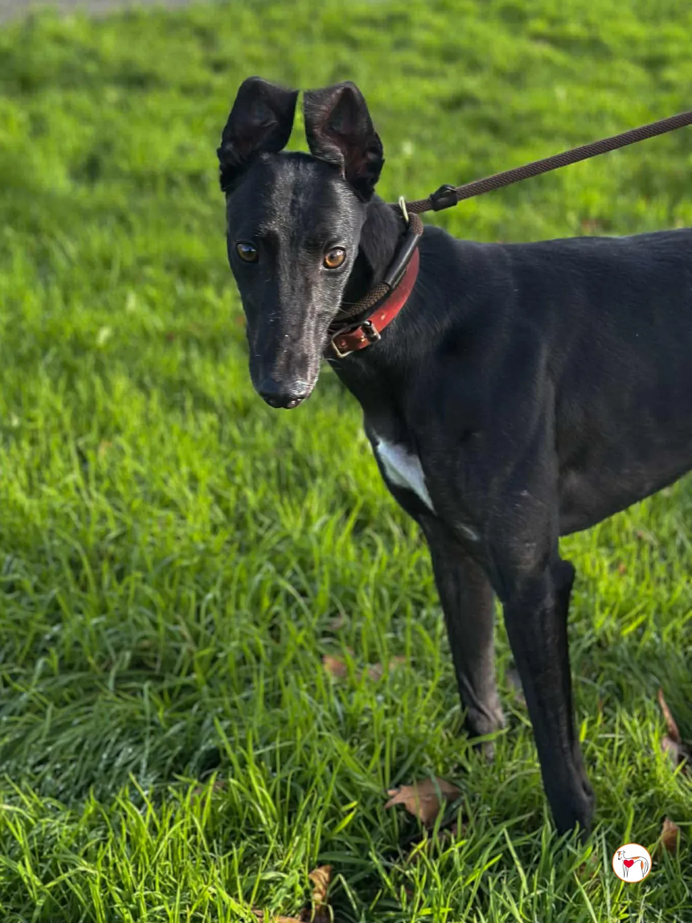 cindy grey adozione 7