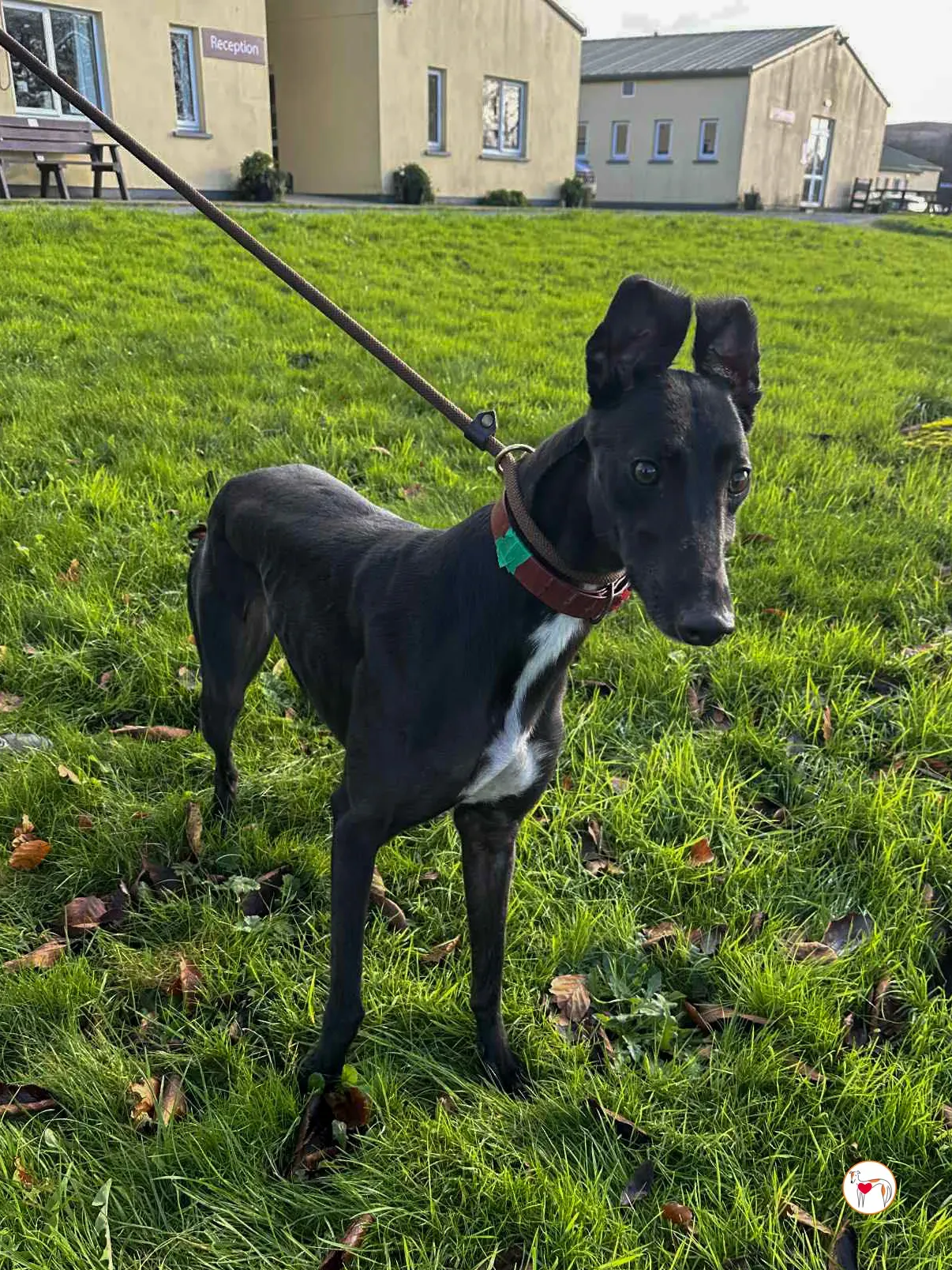 cindy grey adozione 8