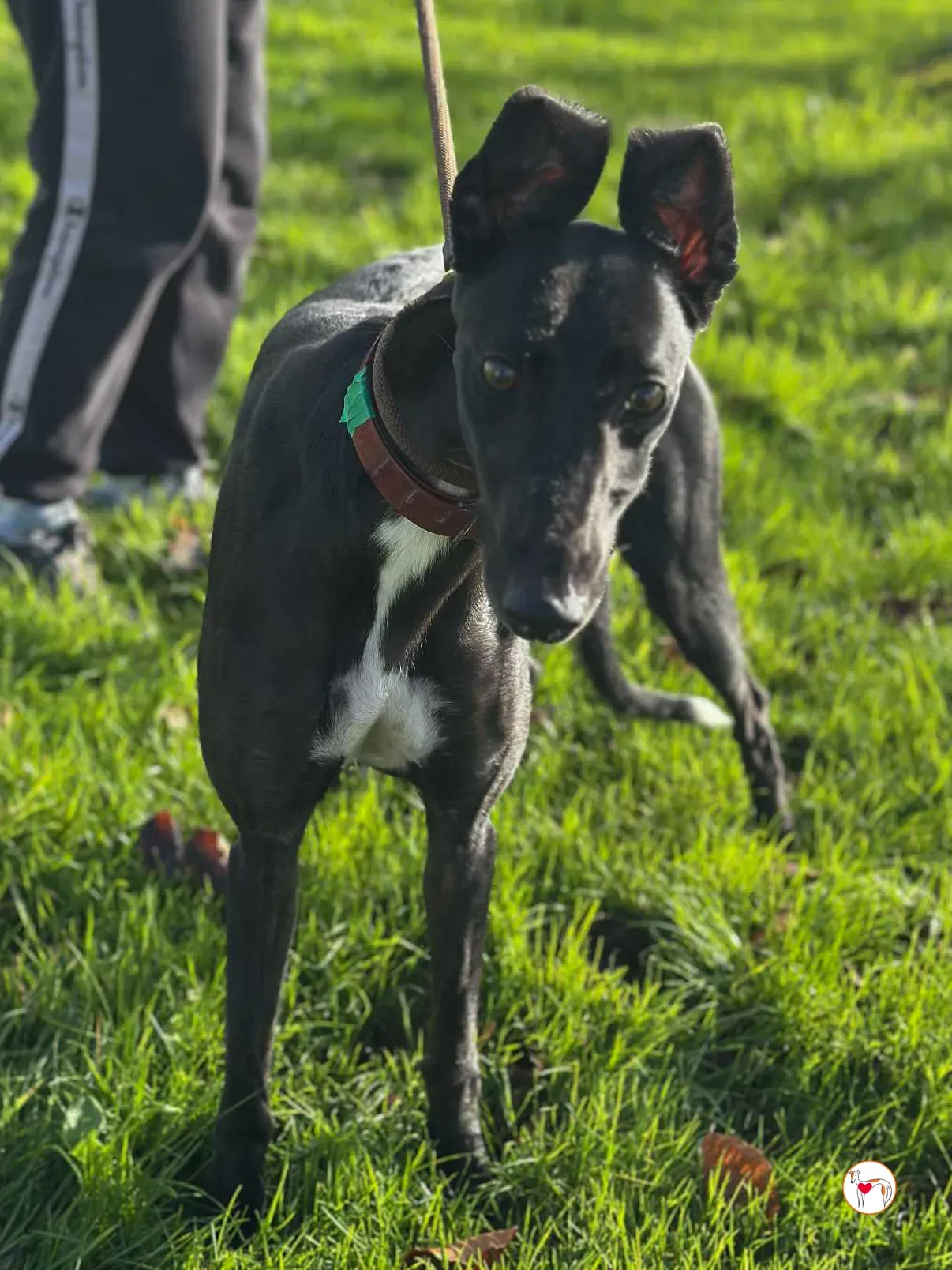 cindy grey adozione 9