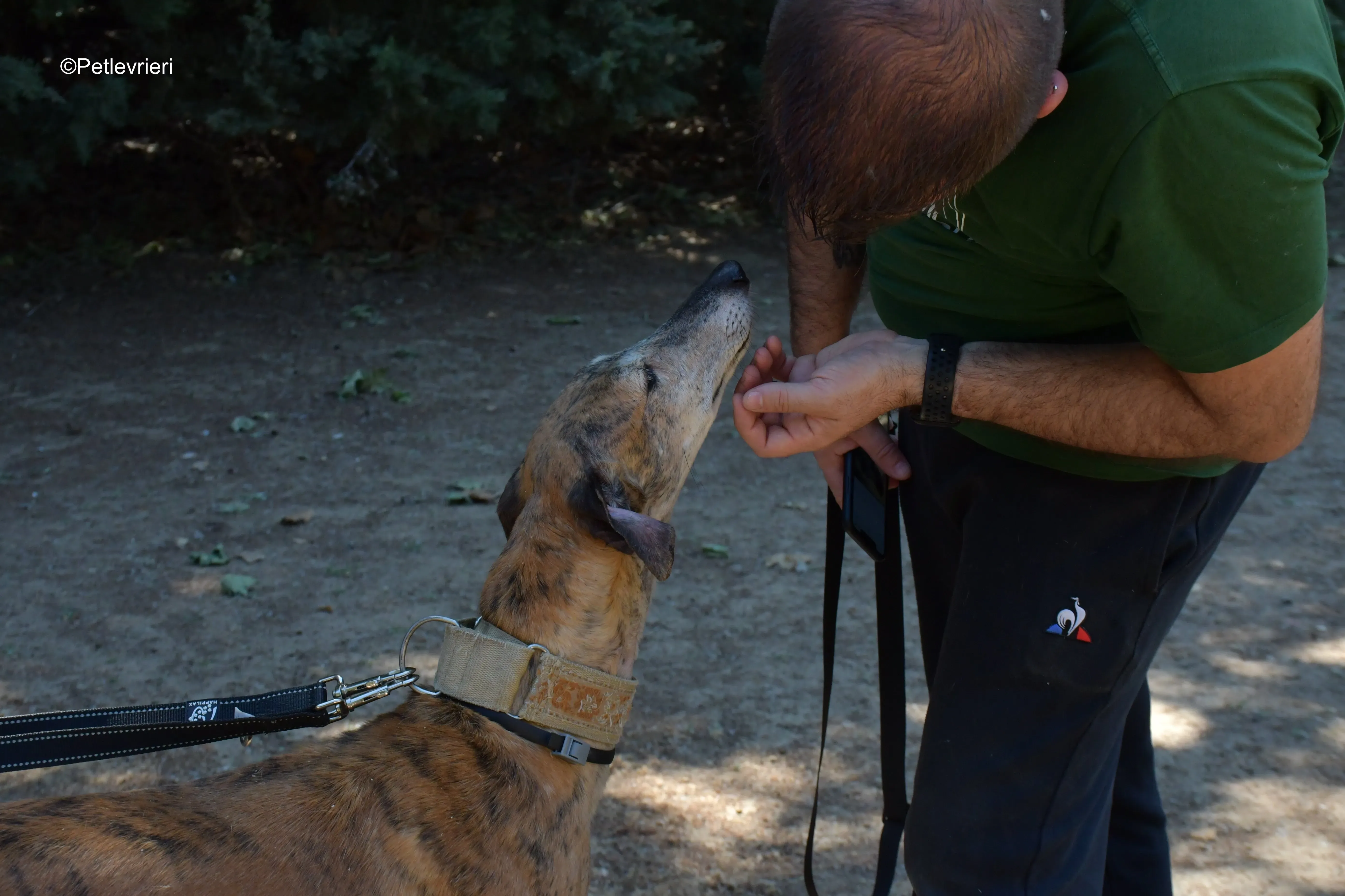 cinzano adozione levrieri galgo 1