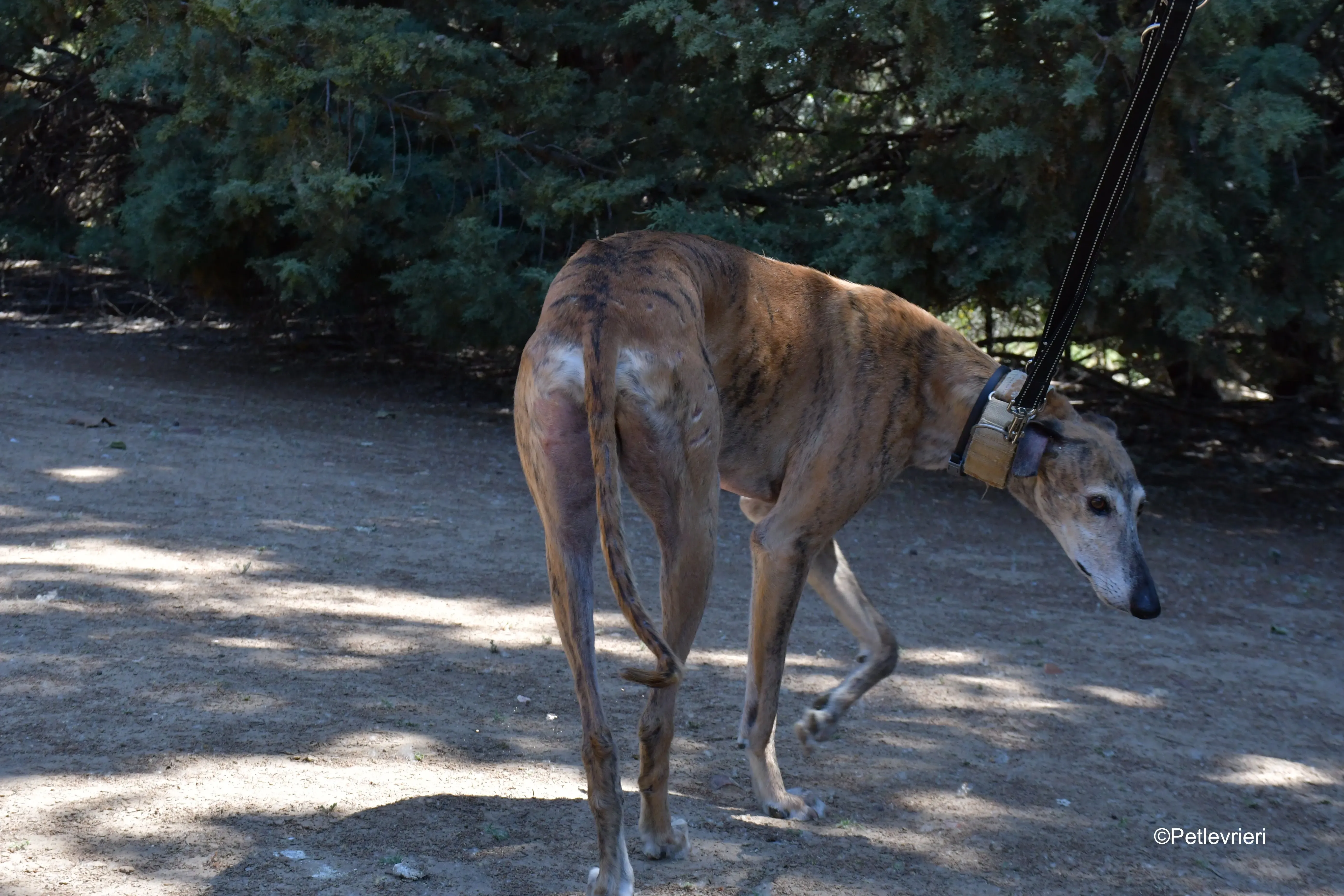 cinzano adozione levrieri galgo 10