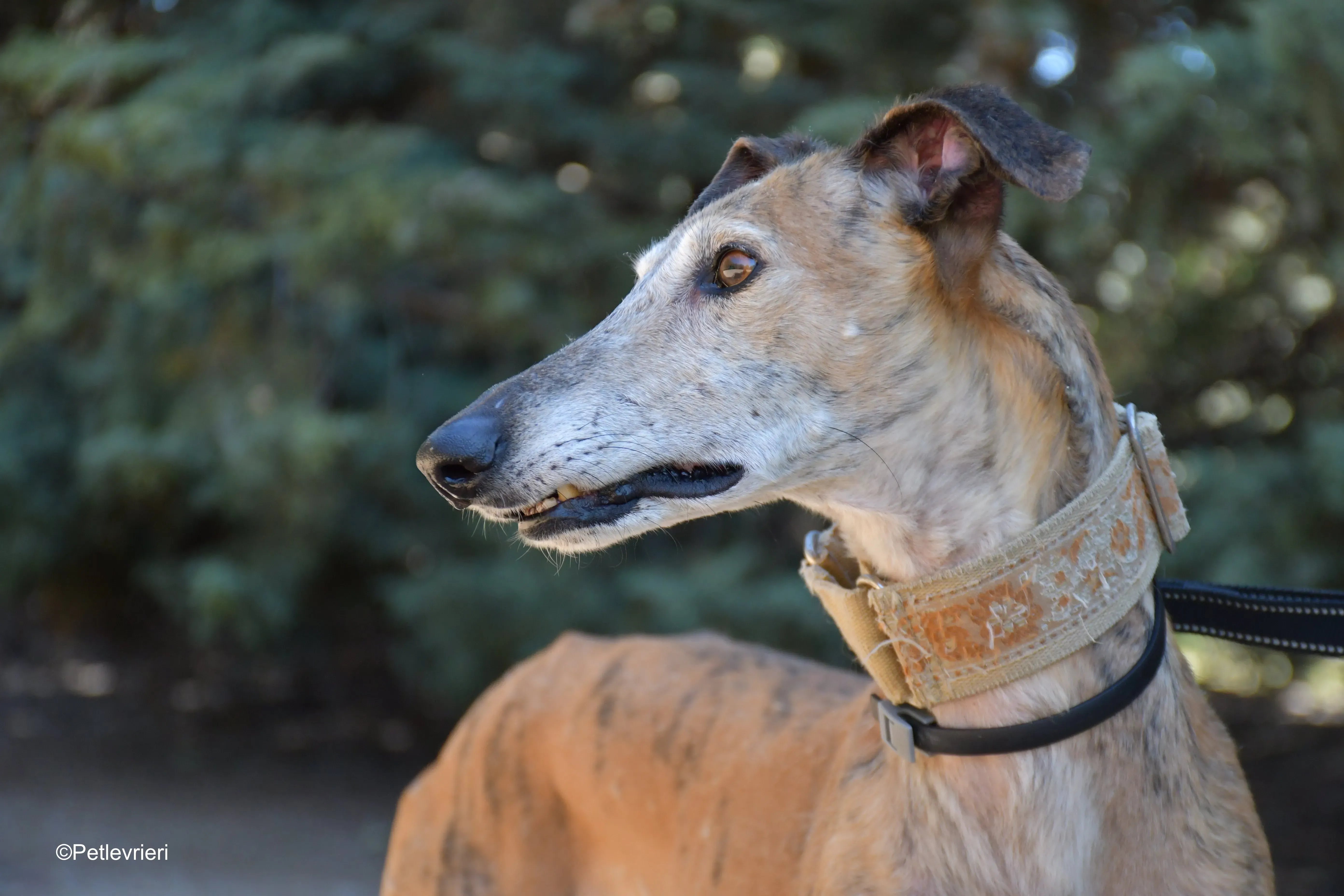 cinzano adozione levrieri galgo 11