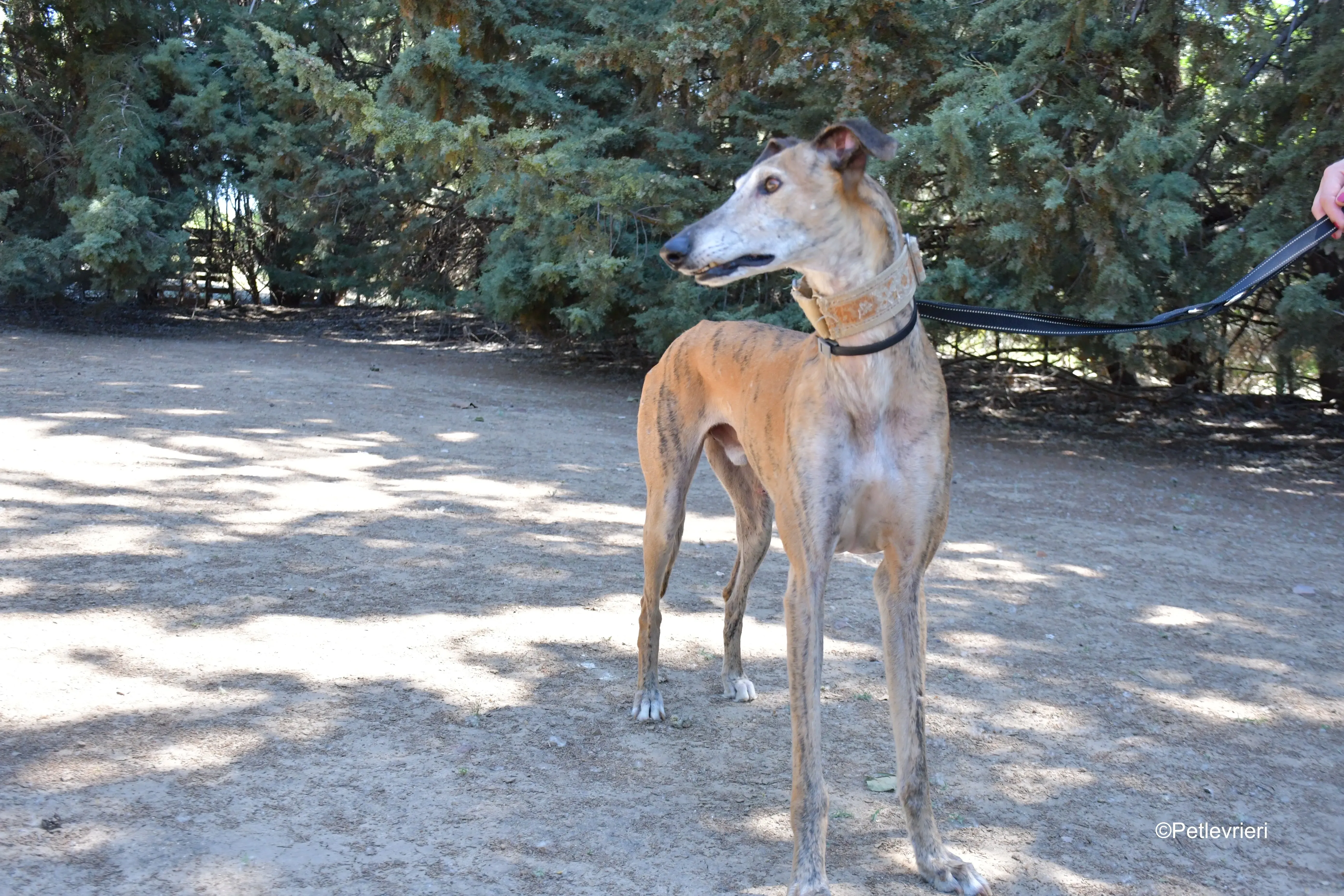 cinzano adozione levrieri galgo 12