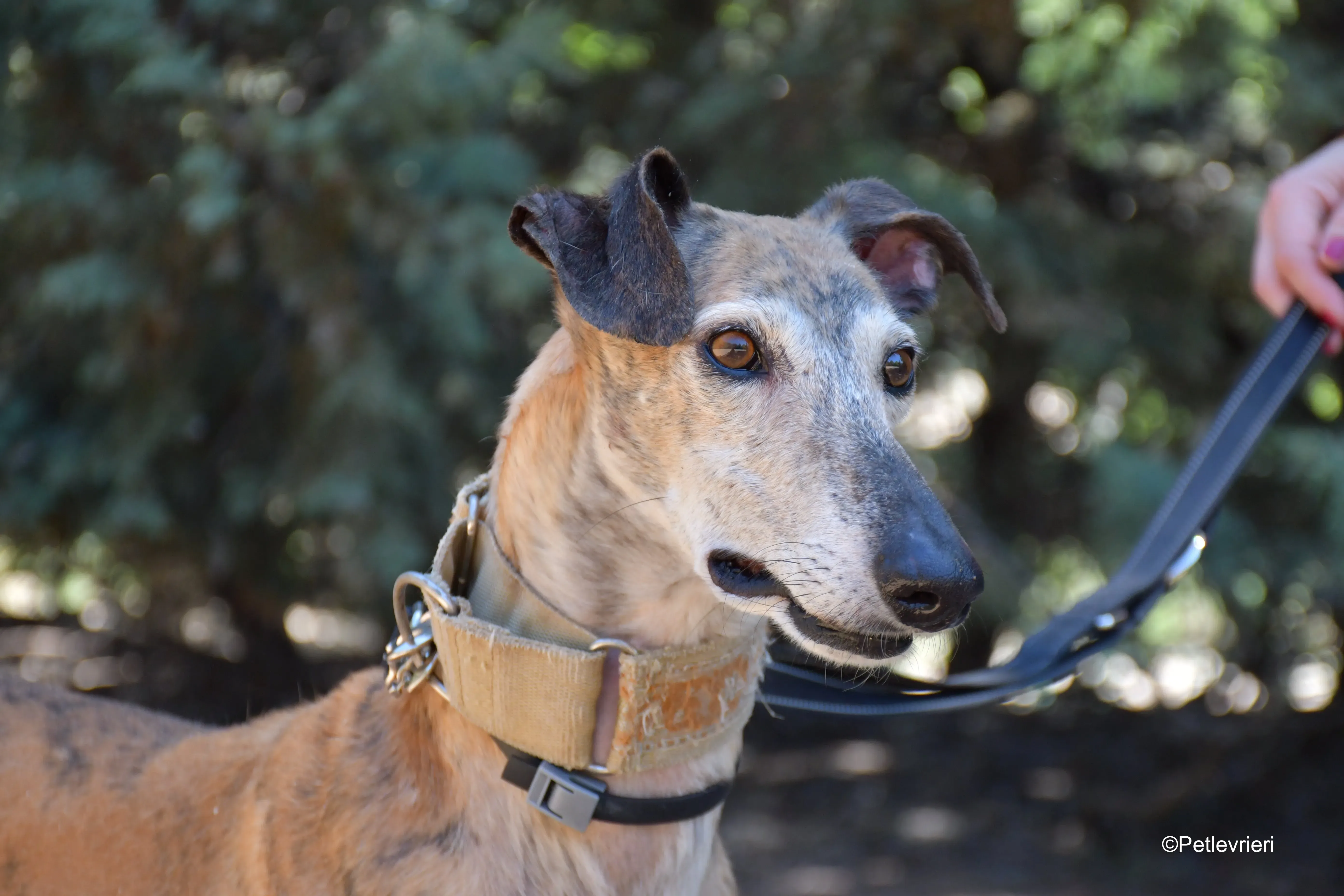 cinzano adozione levrieri galgo 13