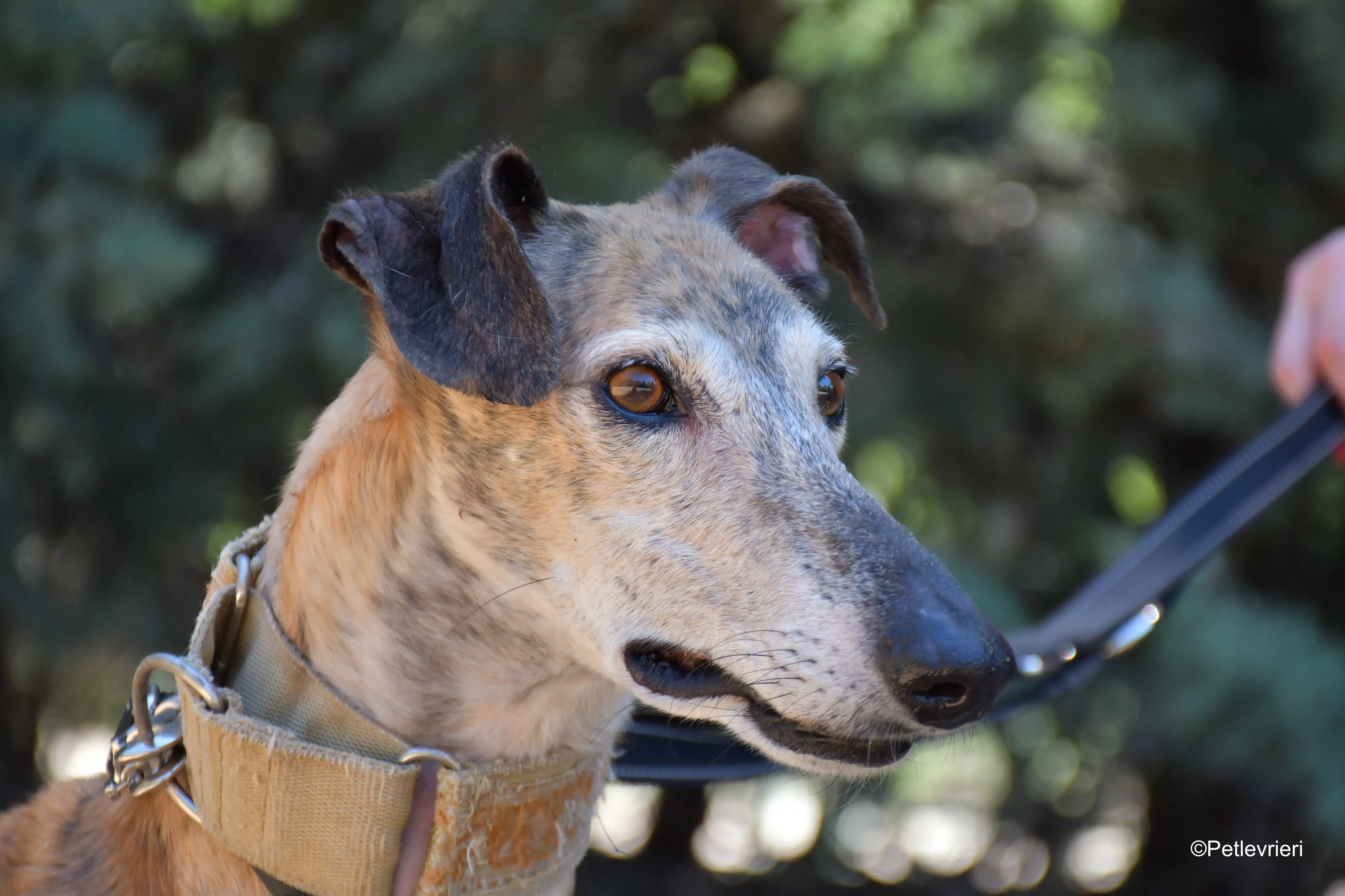 cinzano adozione levrieri galgo 14