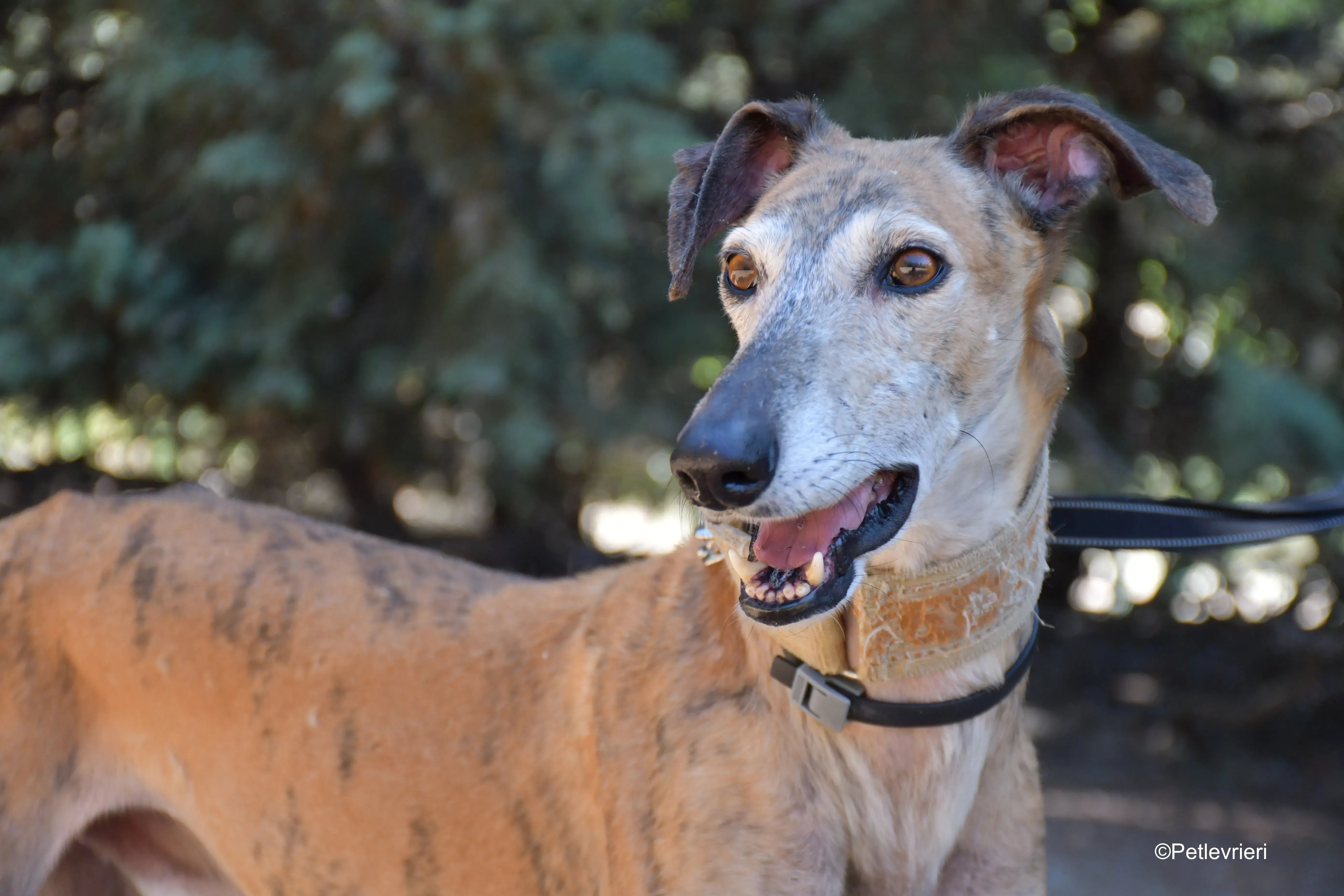 cinzano adozione levrieri galgo 15