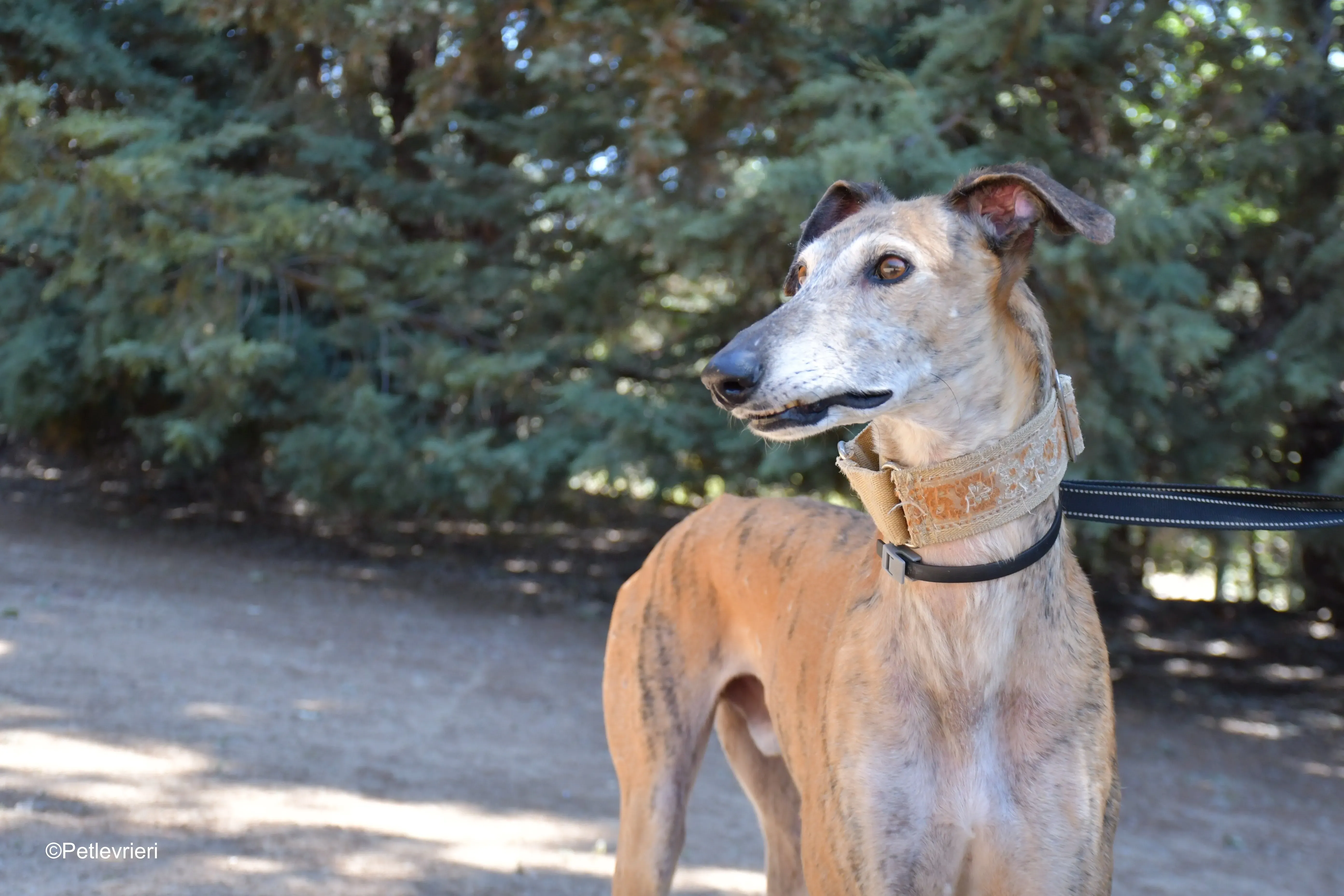 cinzano adozione levrieri galgo 16