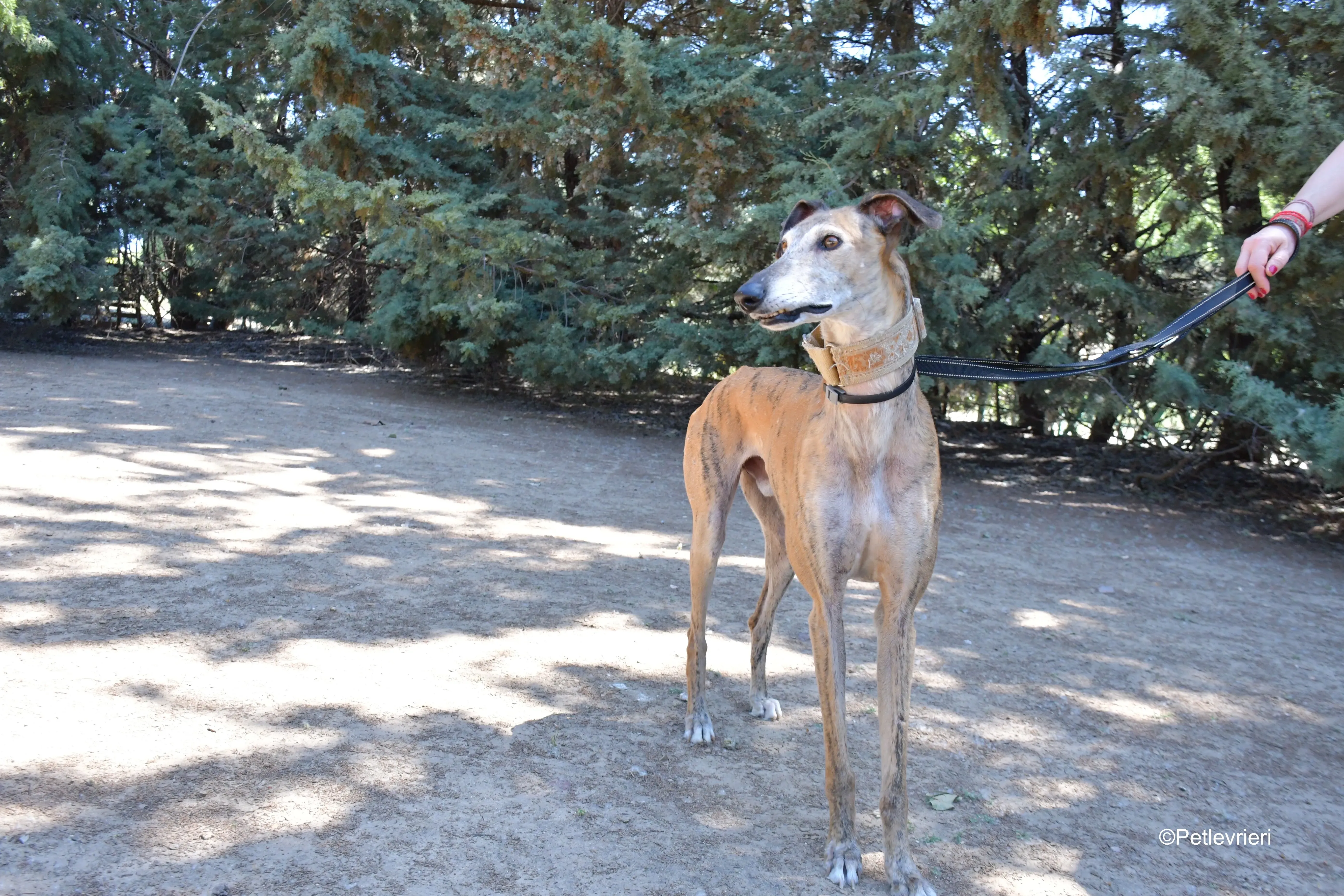 cinzano adozione levrieri galgo 17