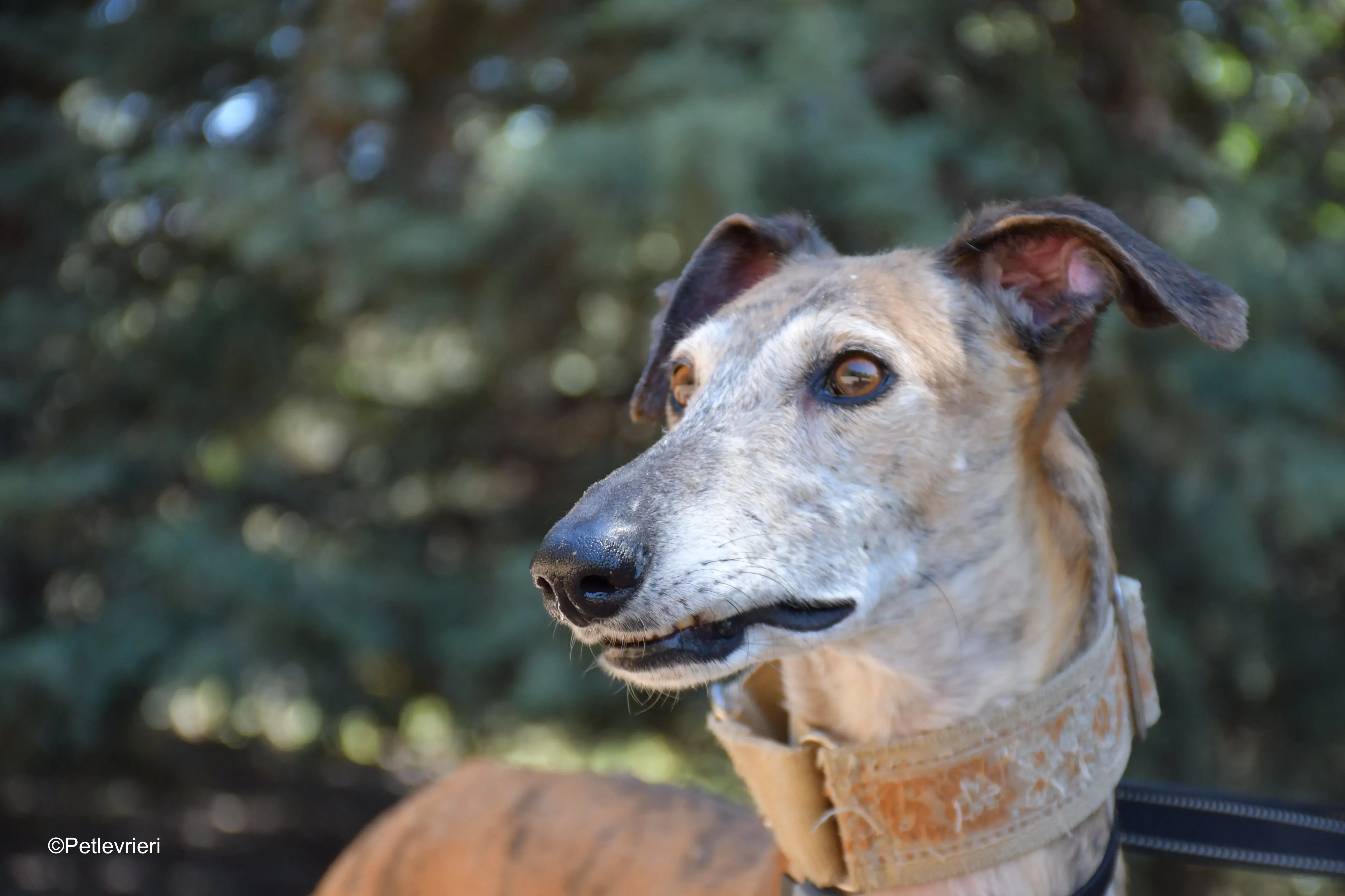 cinzano adozione levrieri galgo 18