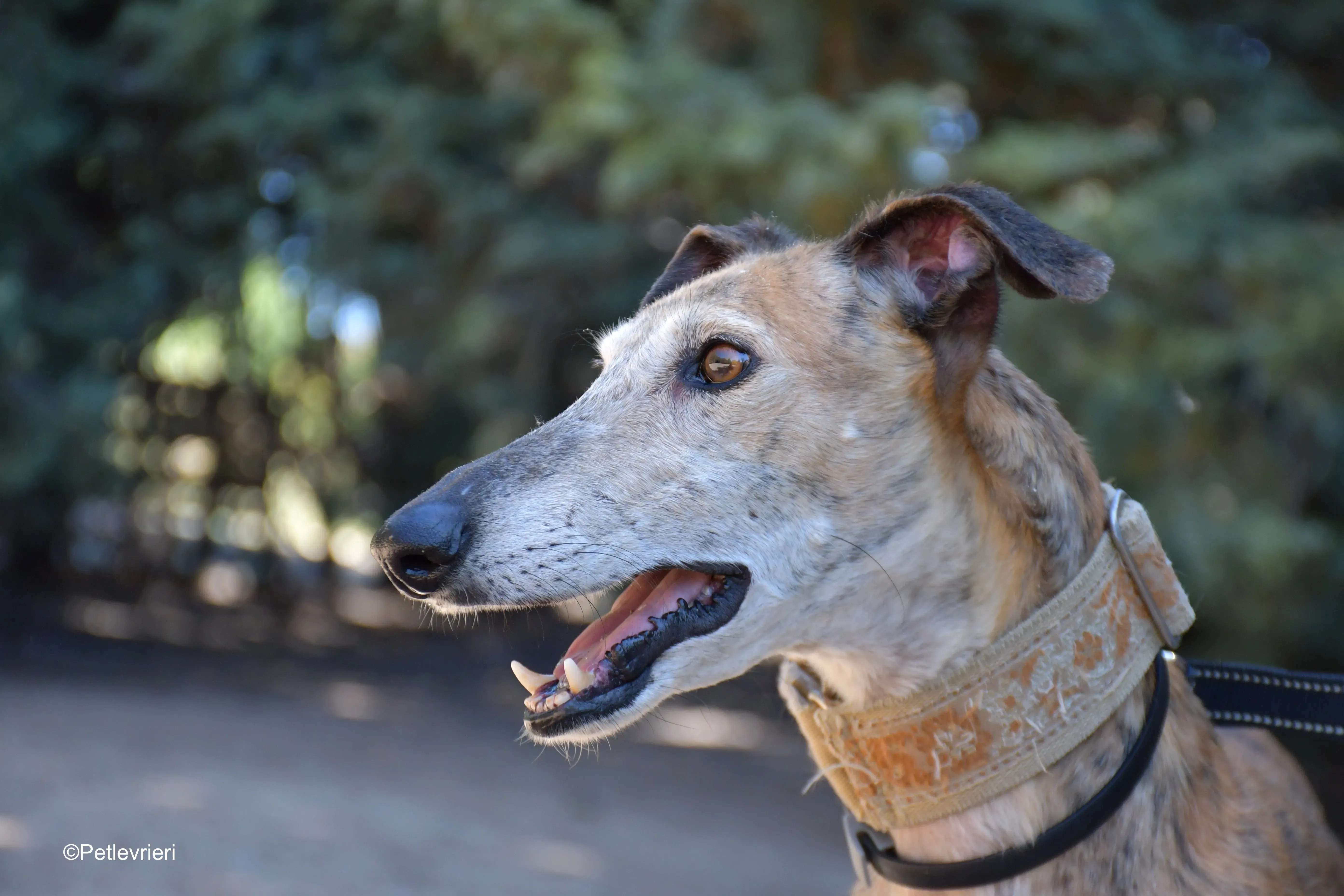 cinzano adozione levrieri galgo 19