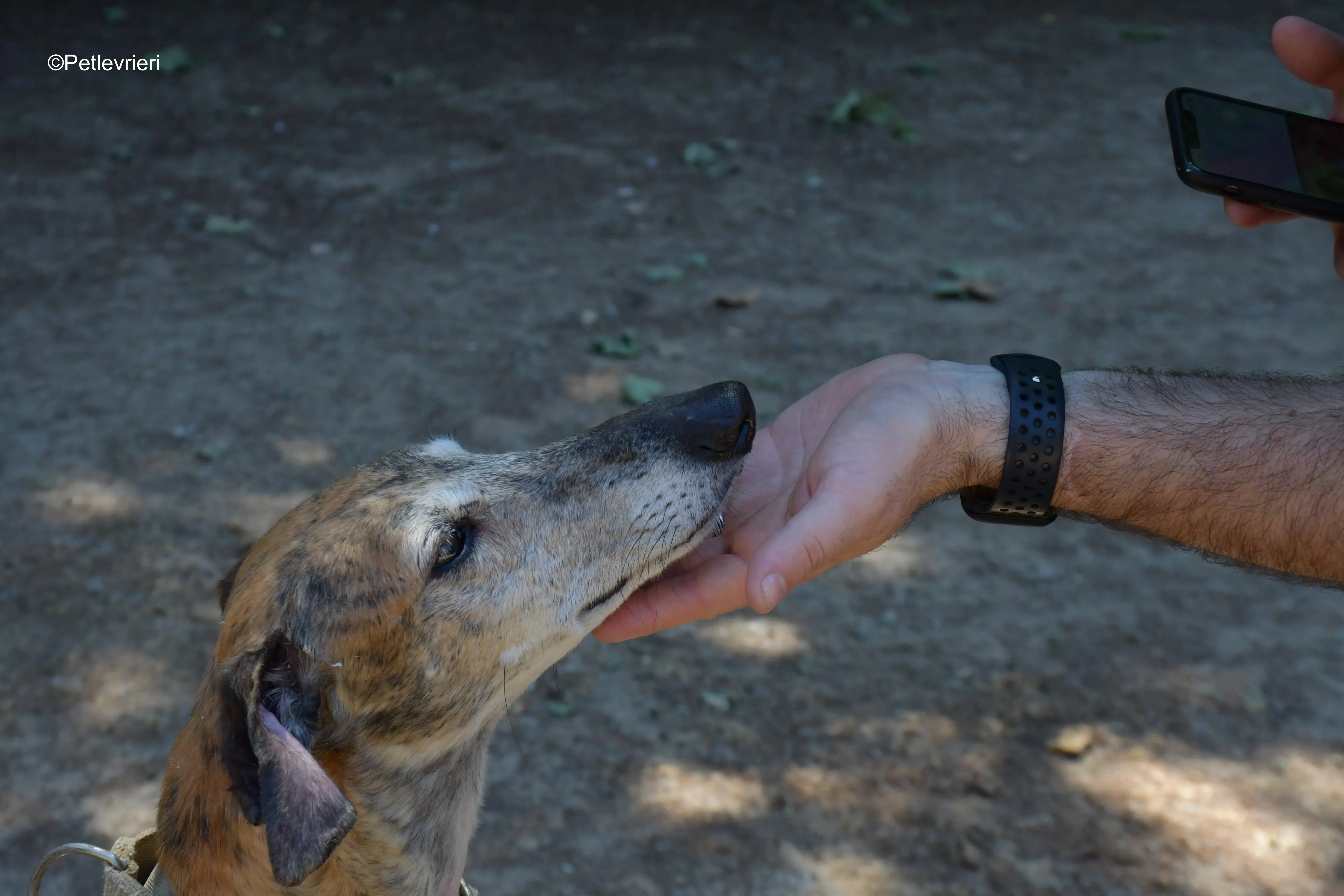 cinzano adozione levrieri galgo 2