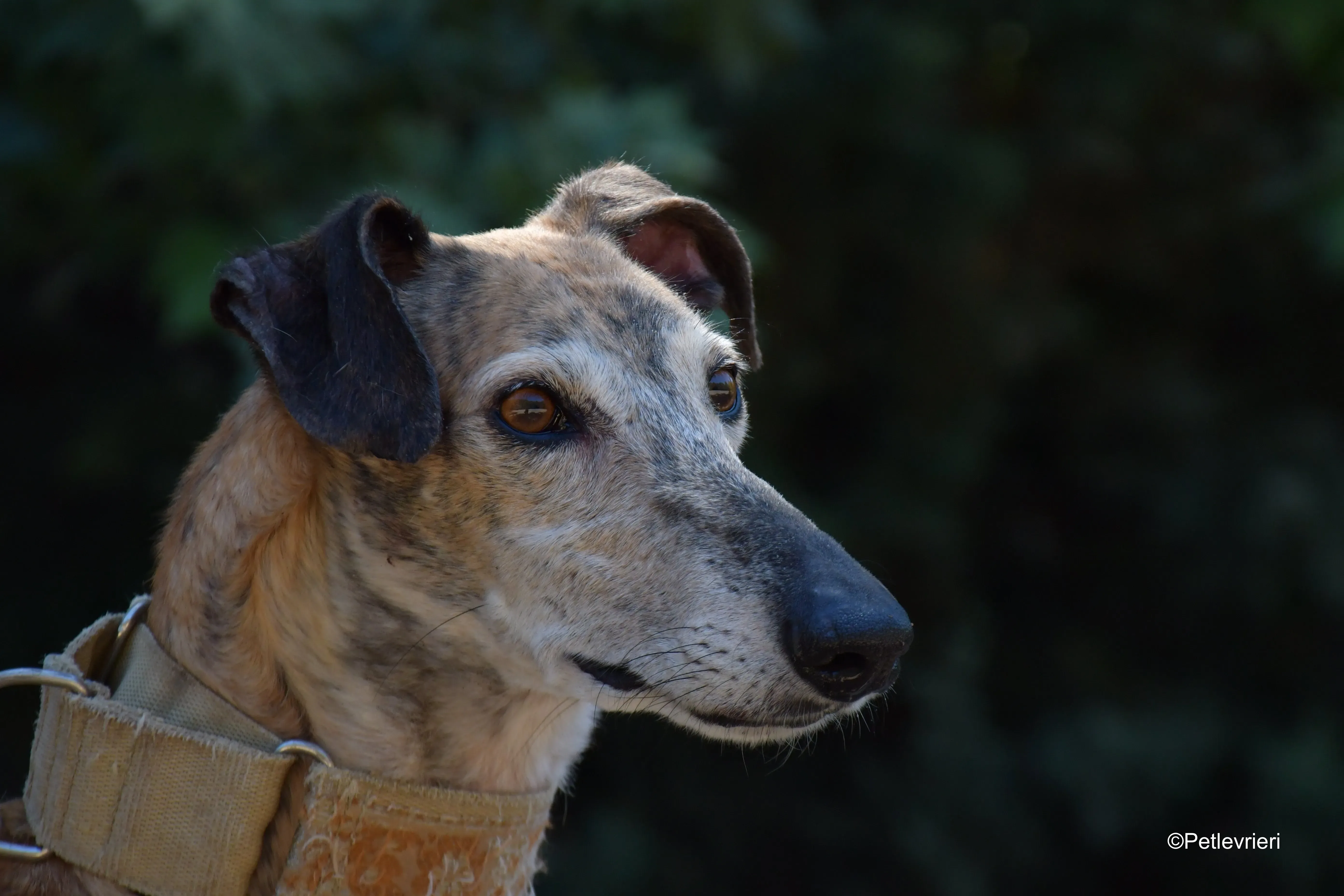 cinzano adozione levrieri galgo 3