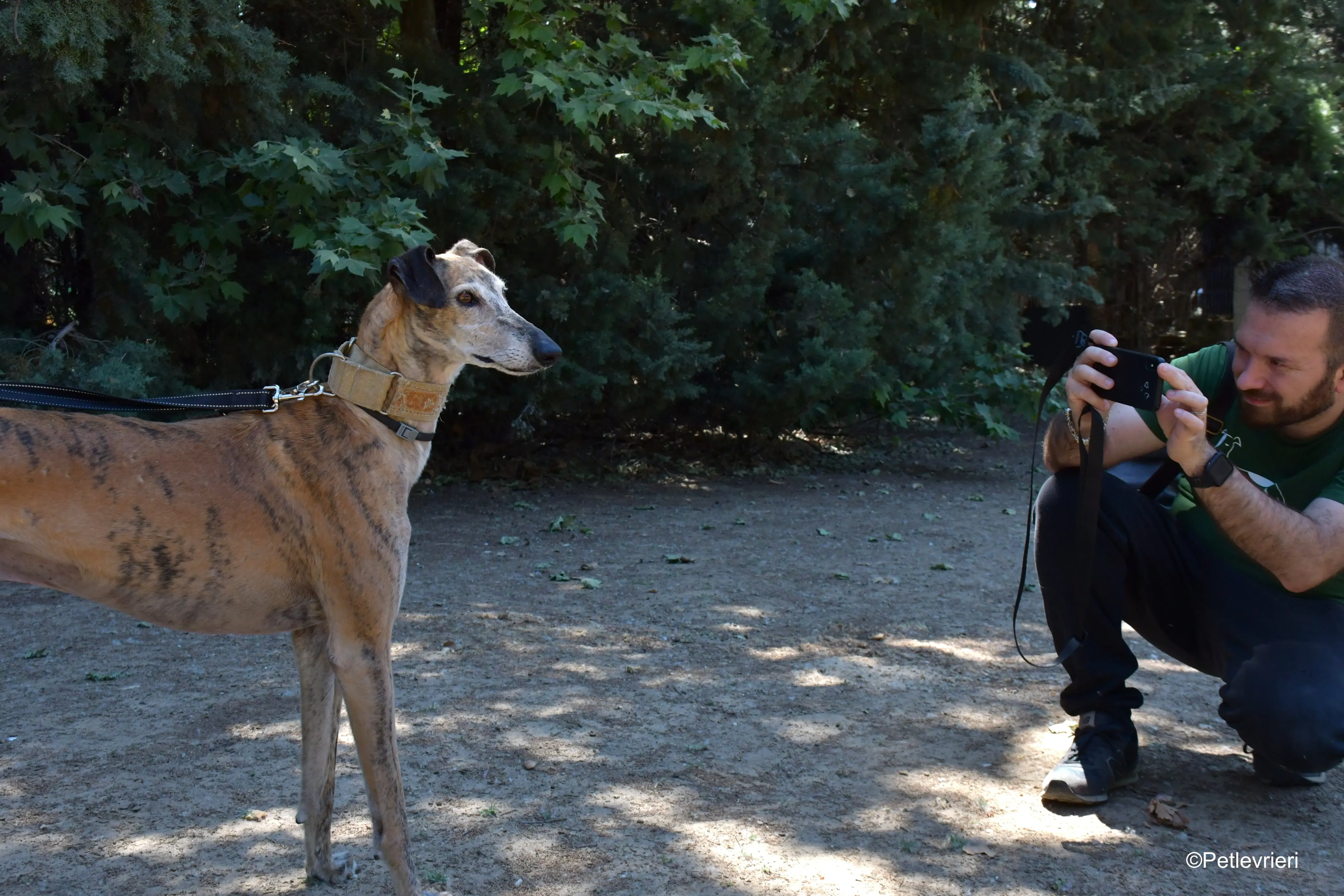cinzano adozione levrieri galgo 4