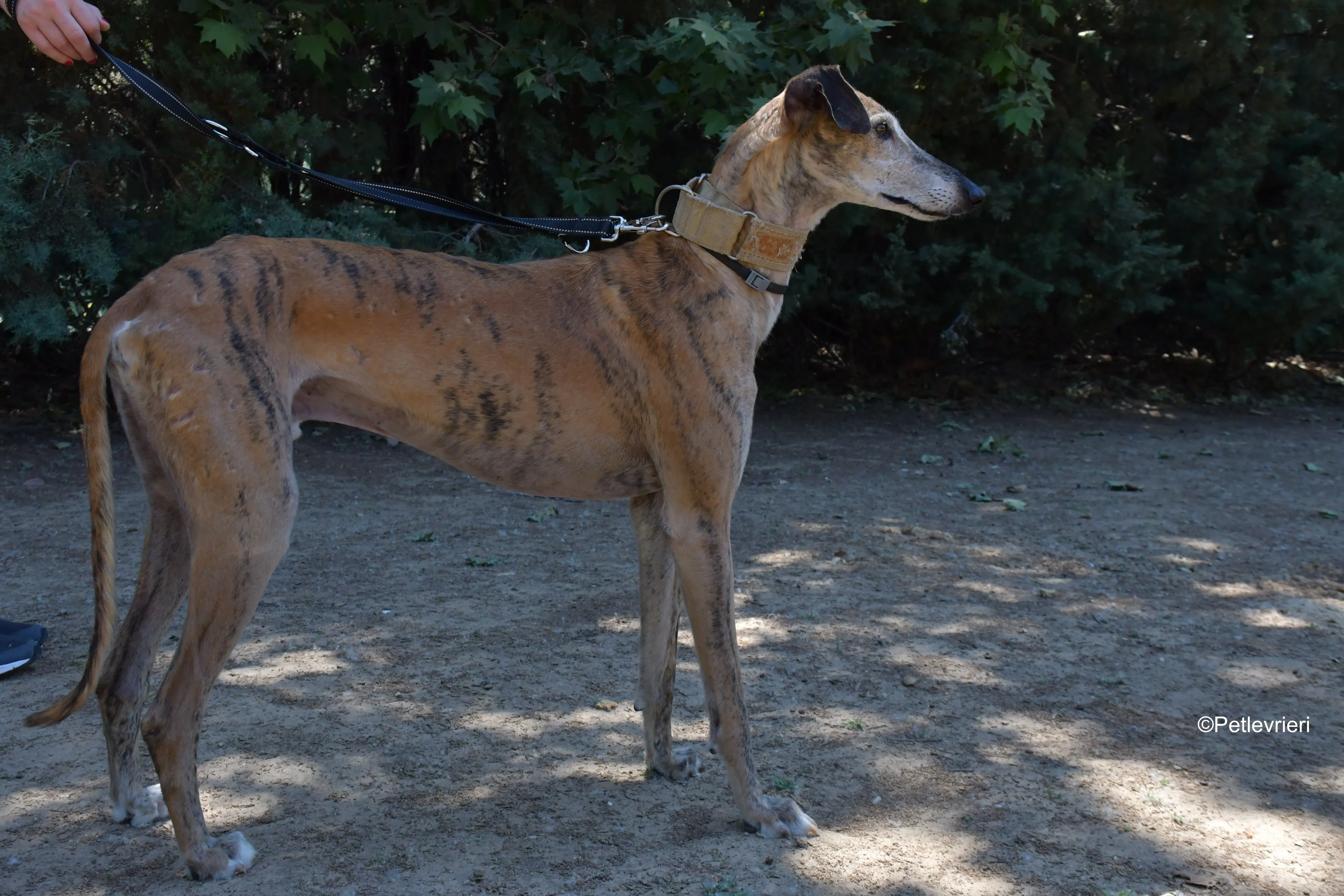 cinzano adozione levrieri galgo 5