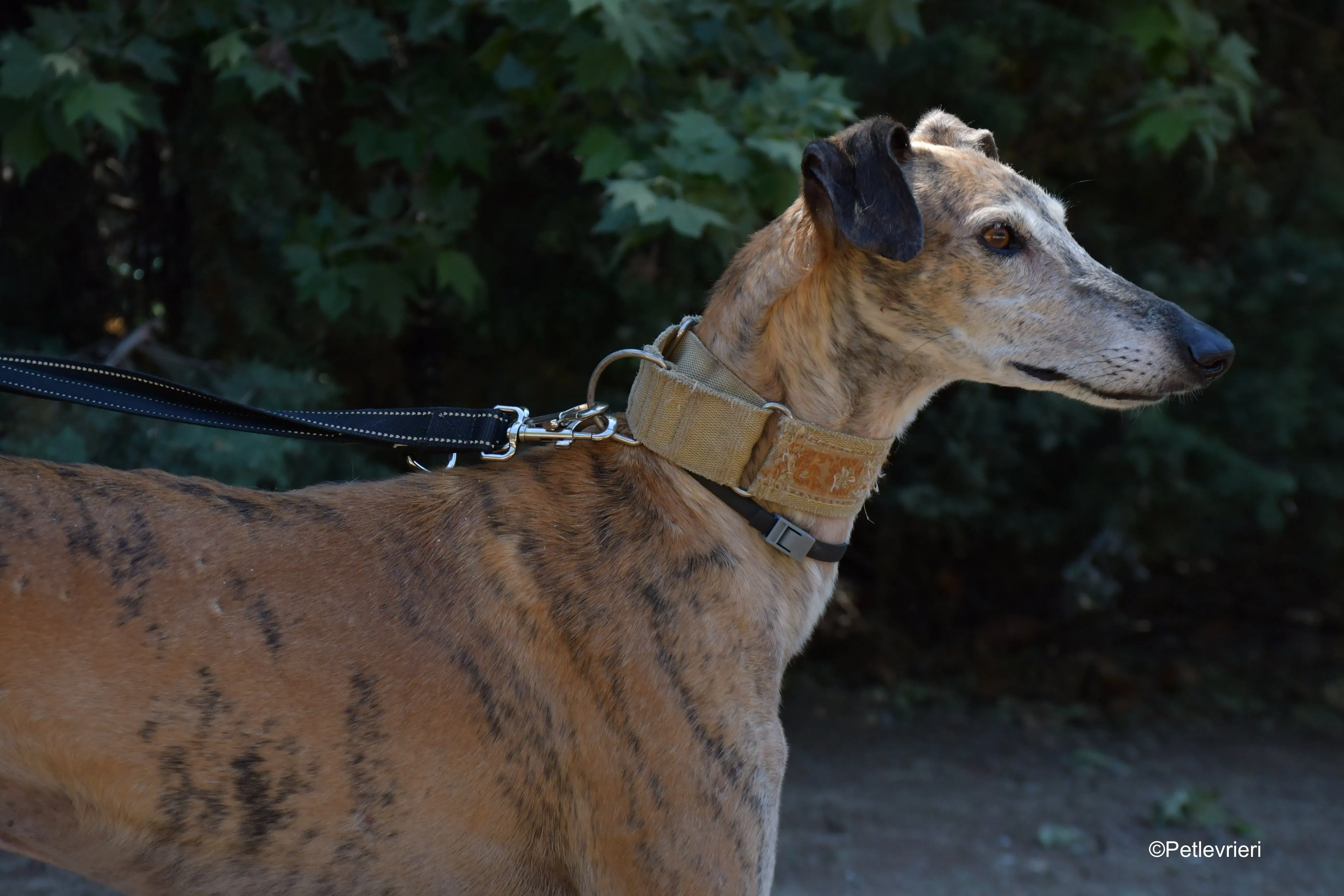 cinzano adozione levrieri galgo 6