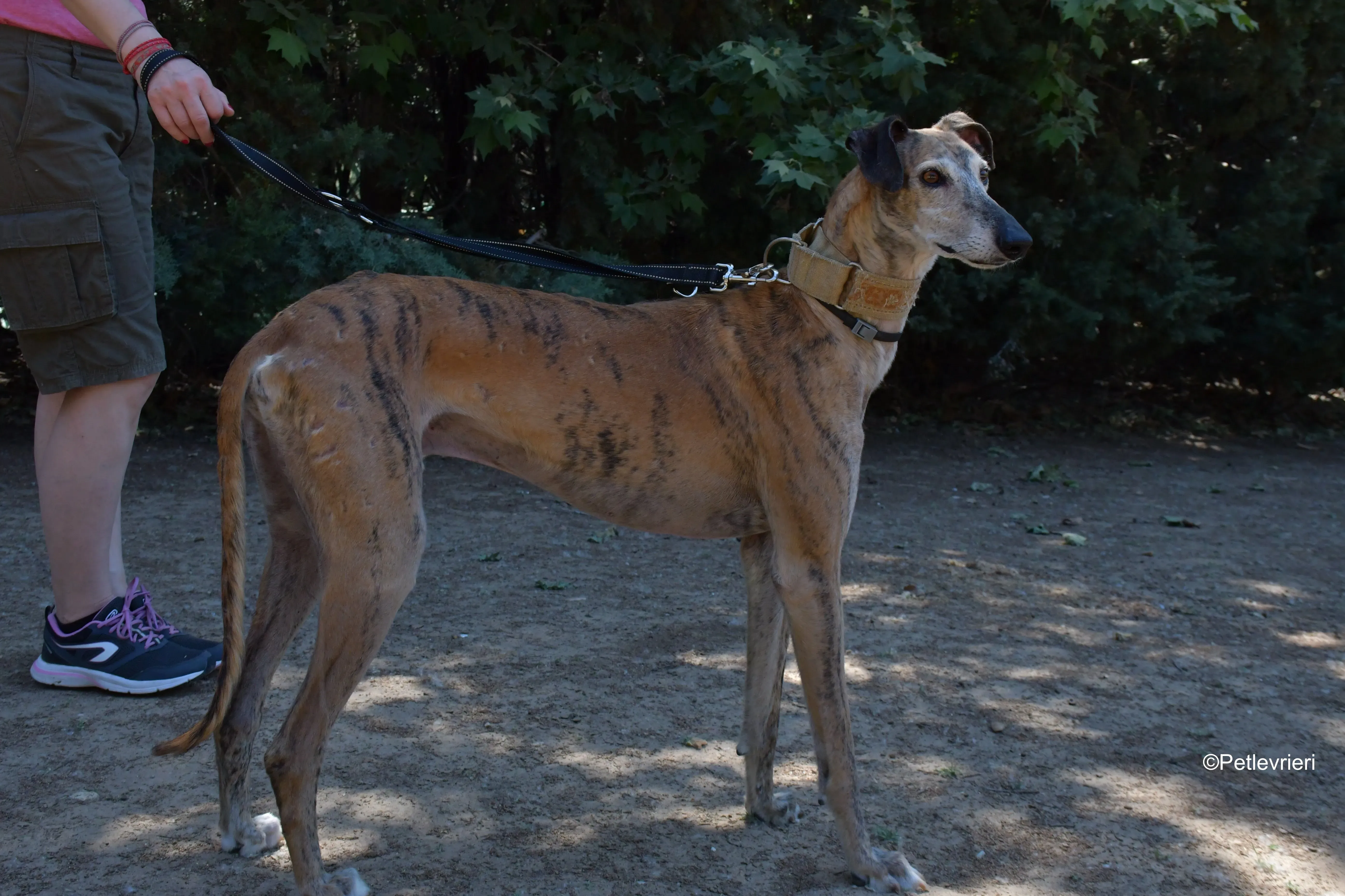 cinzano adozione levrieri galgo 7